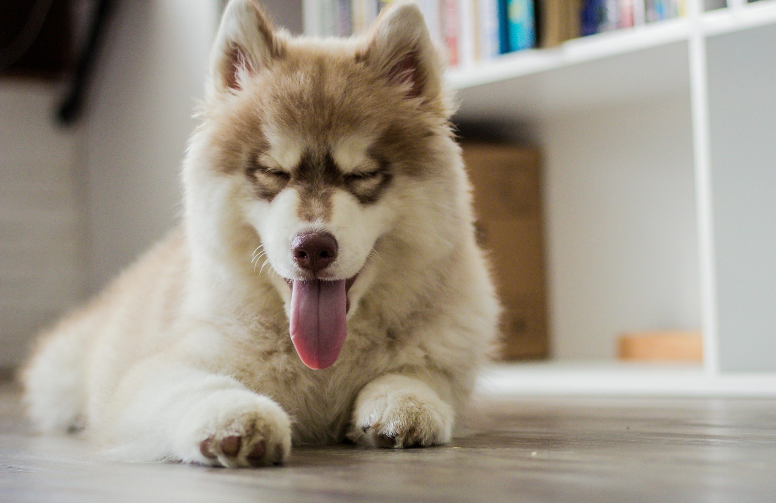 Online Vet Lafayette LA