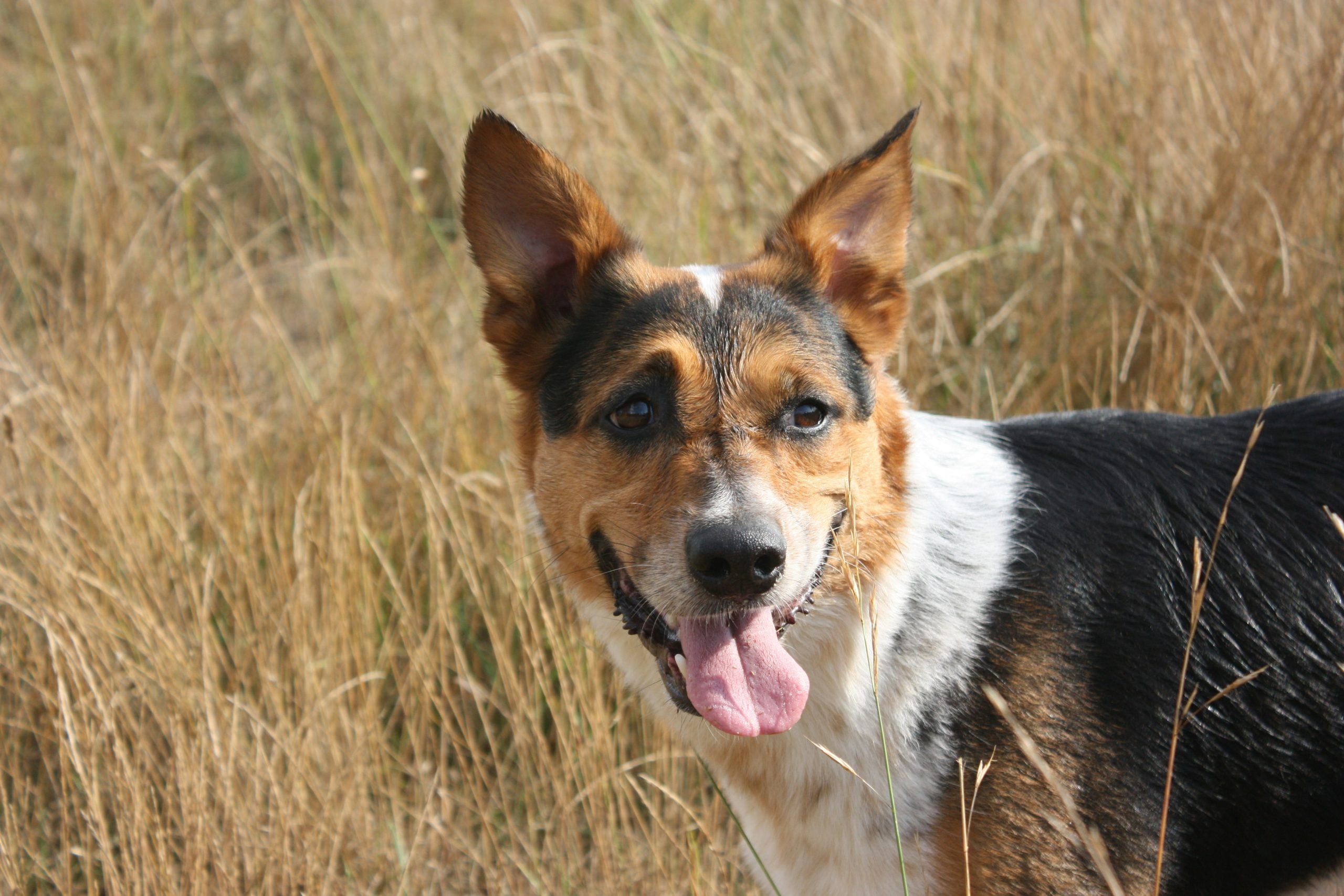 Online Vet Midland TX