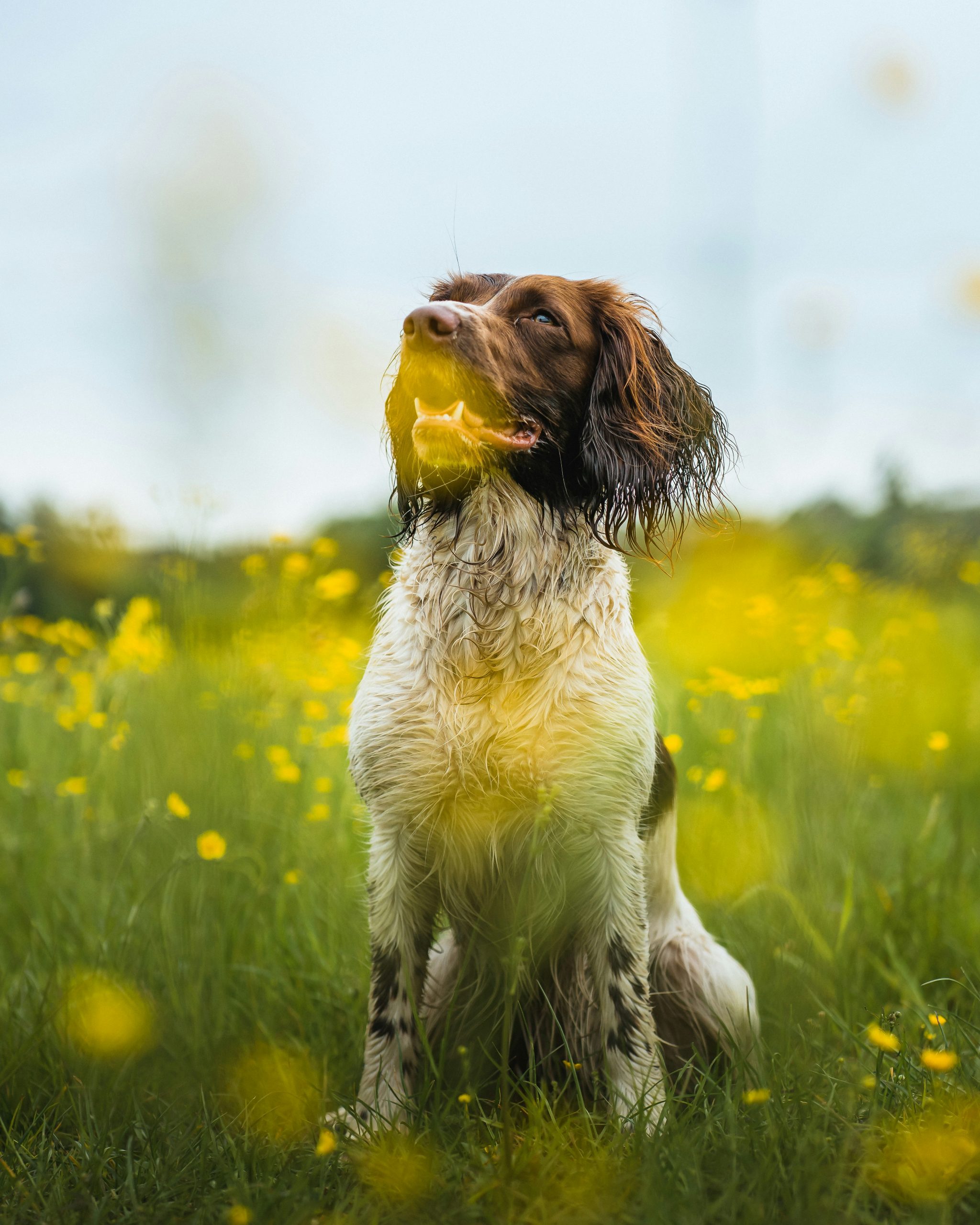 Online Vet Midland TX