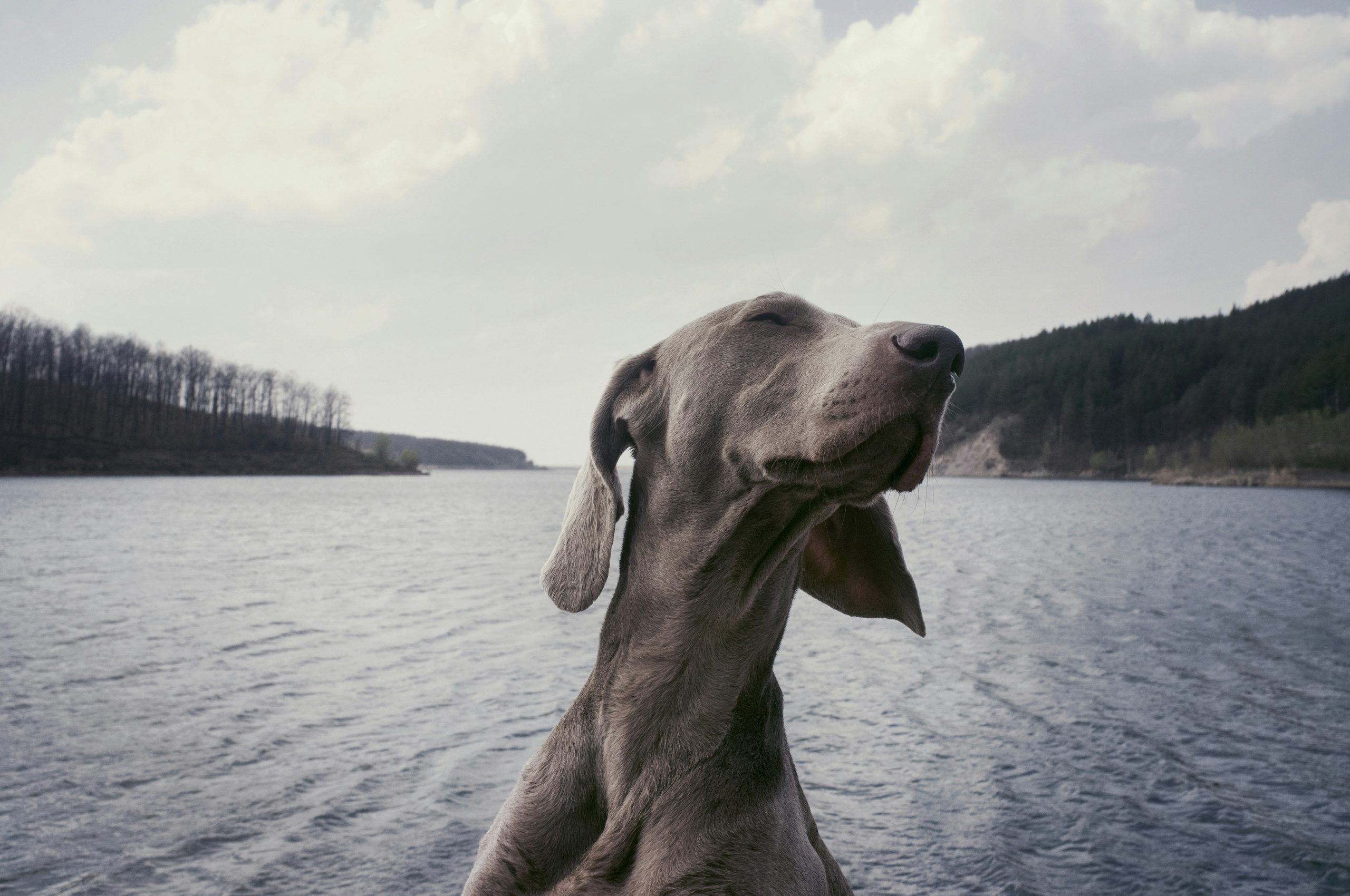 Online Vet Miramar FL