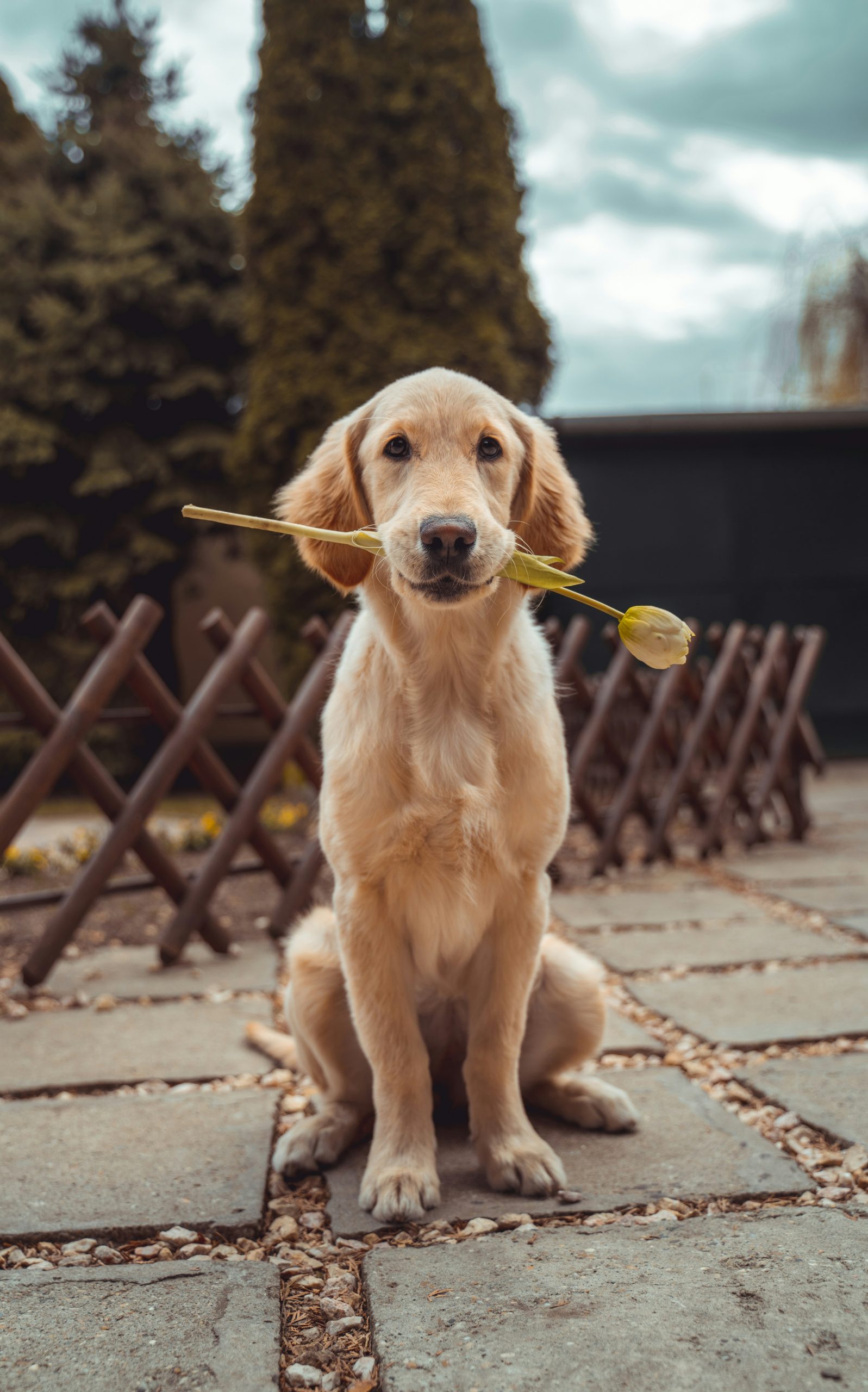Online Vet Miramar FL