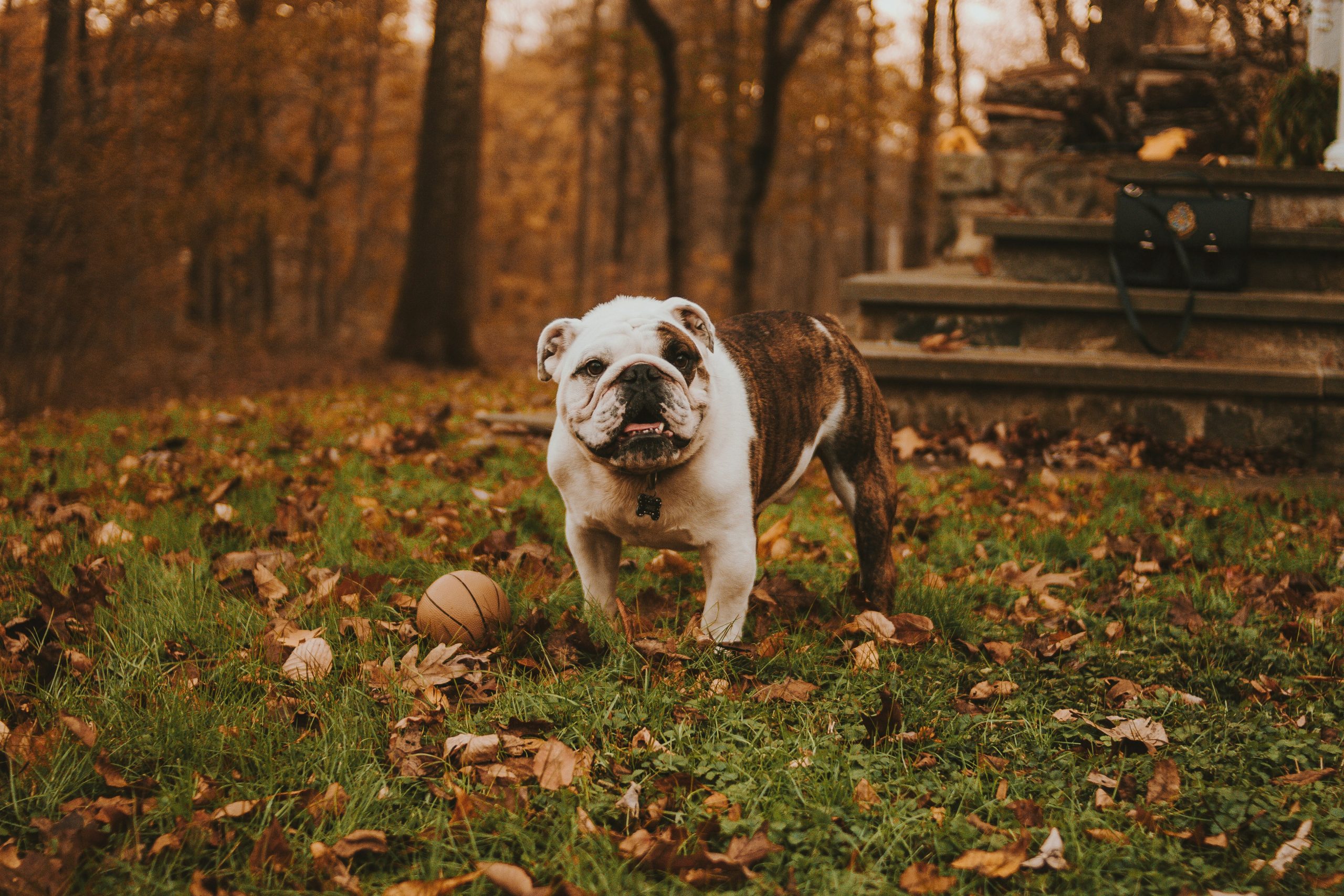Online Vet New Haven CT