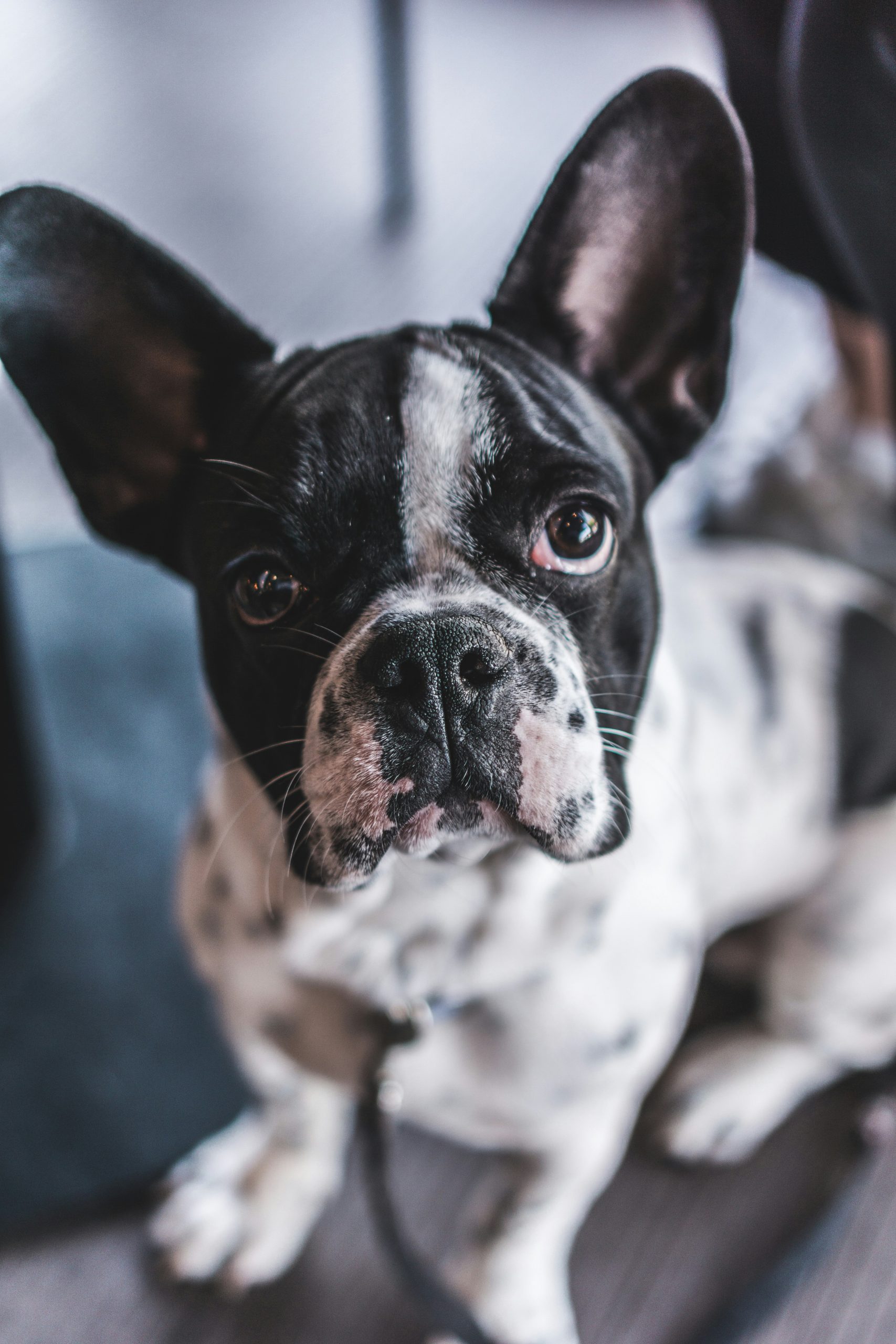 Online Vet New Haven CT