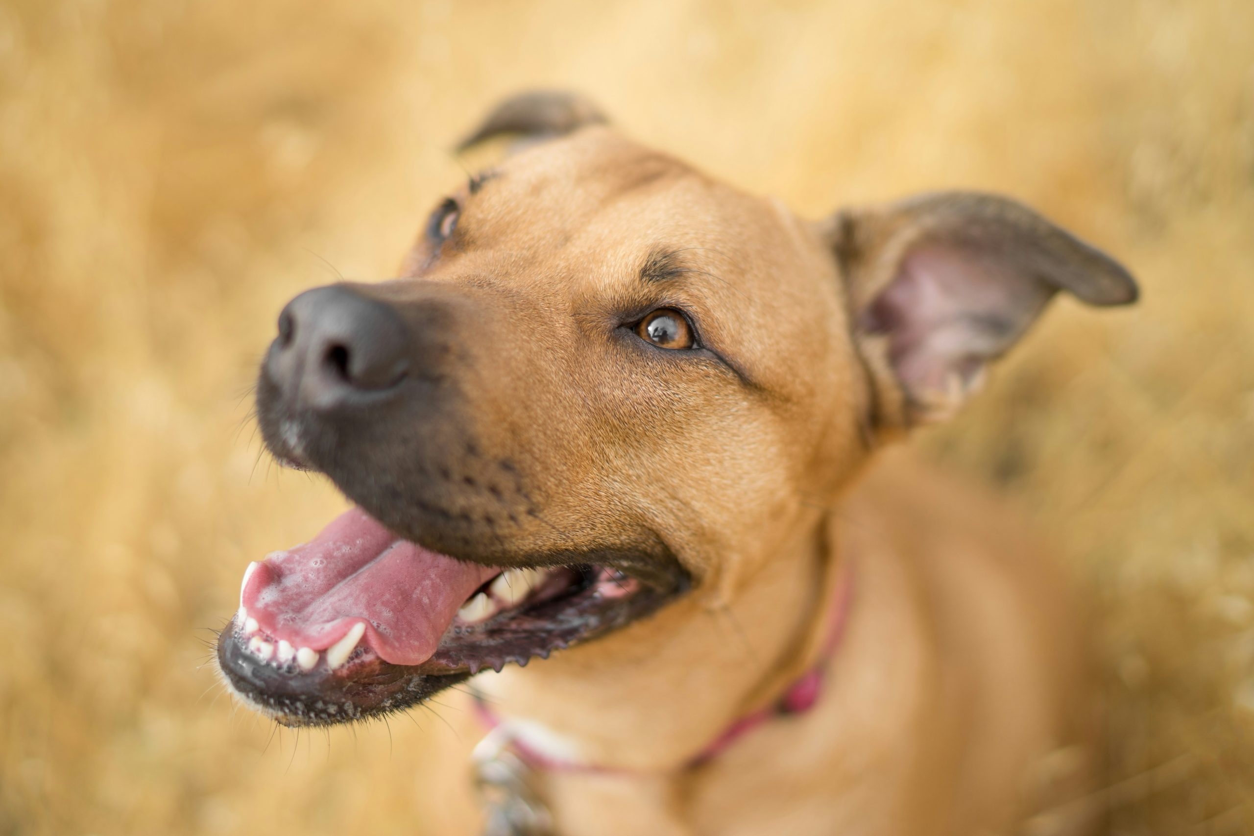 Online Vet Palm Bay FL