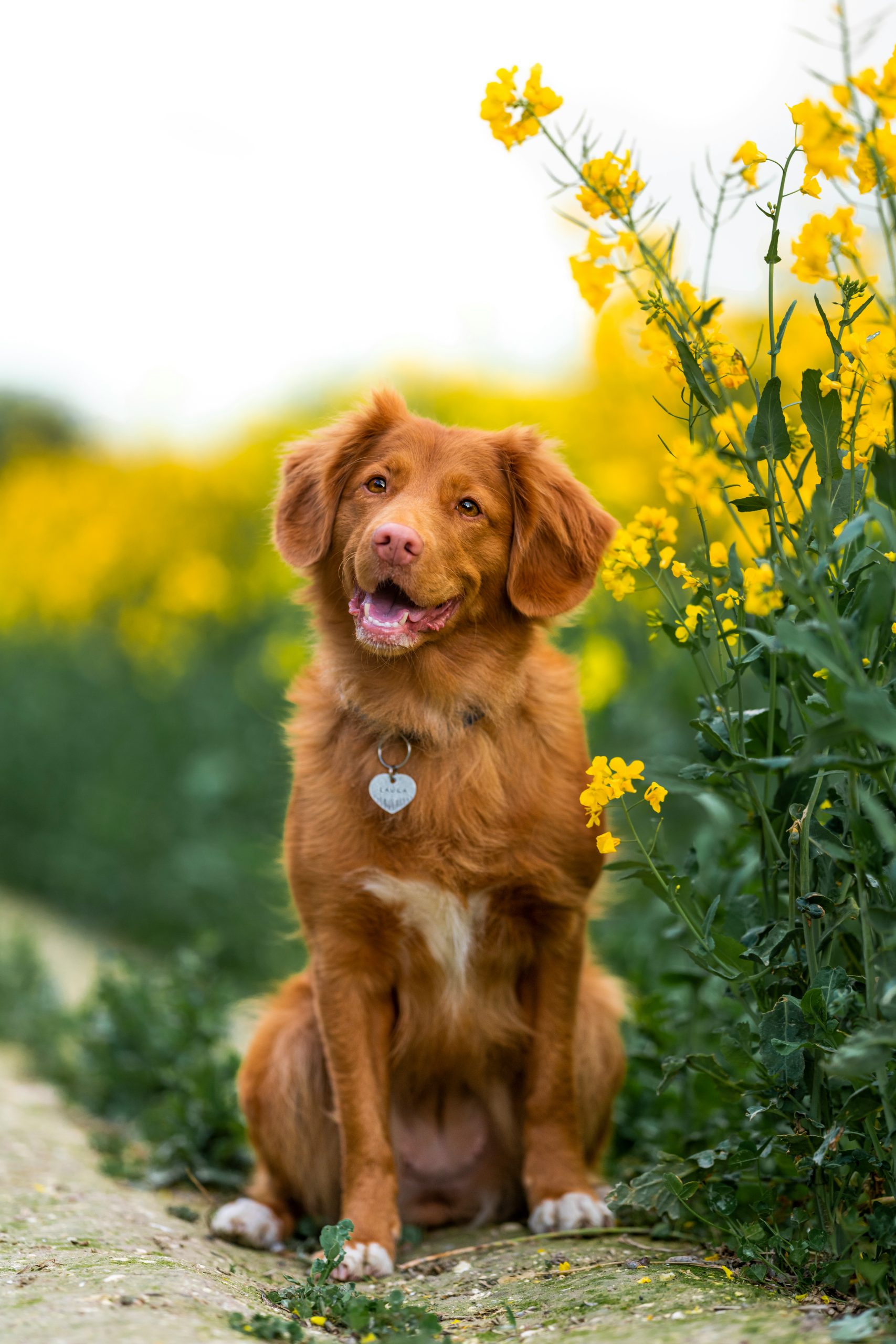Online Vet Palm Bay FL