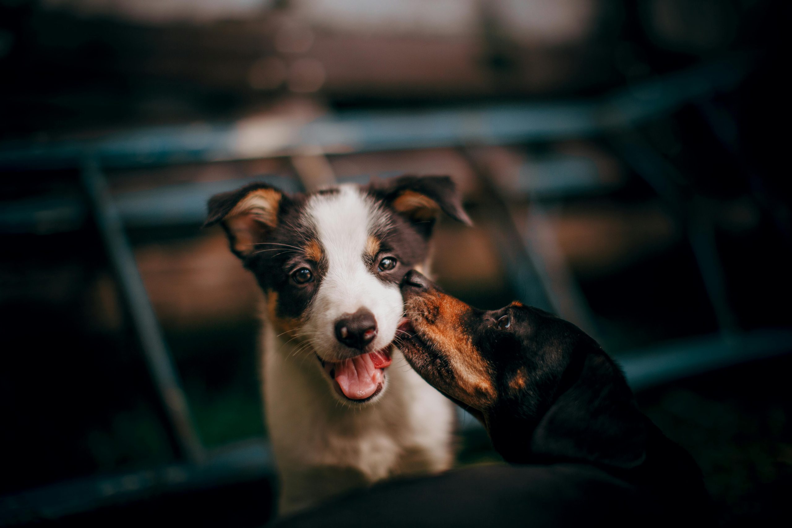 Online Vet Palm Bay FL