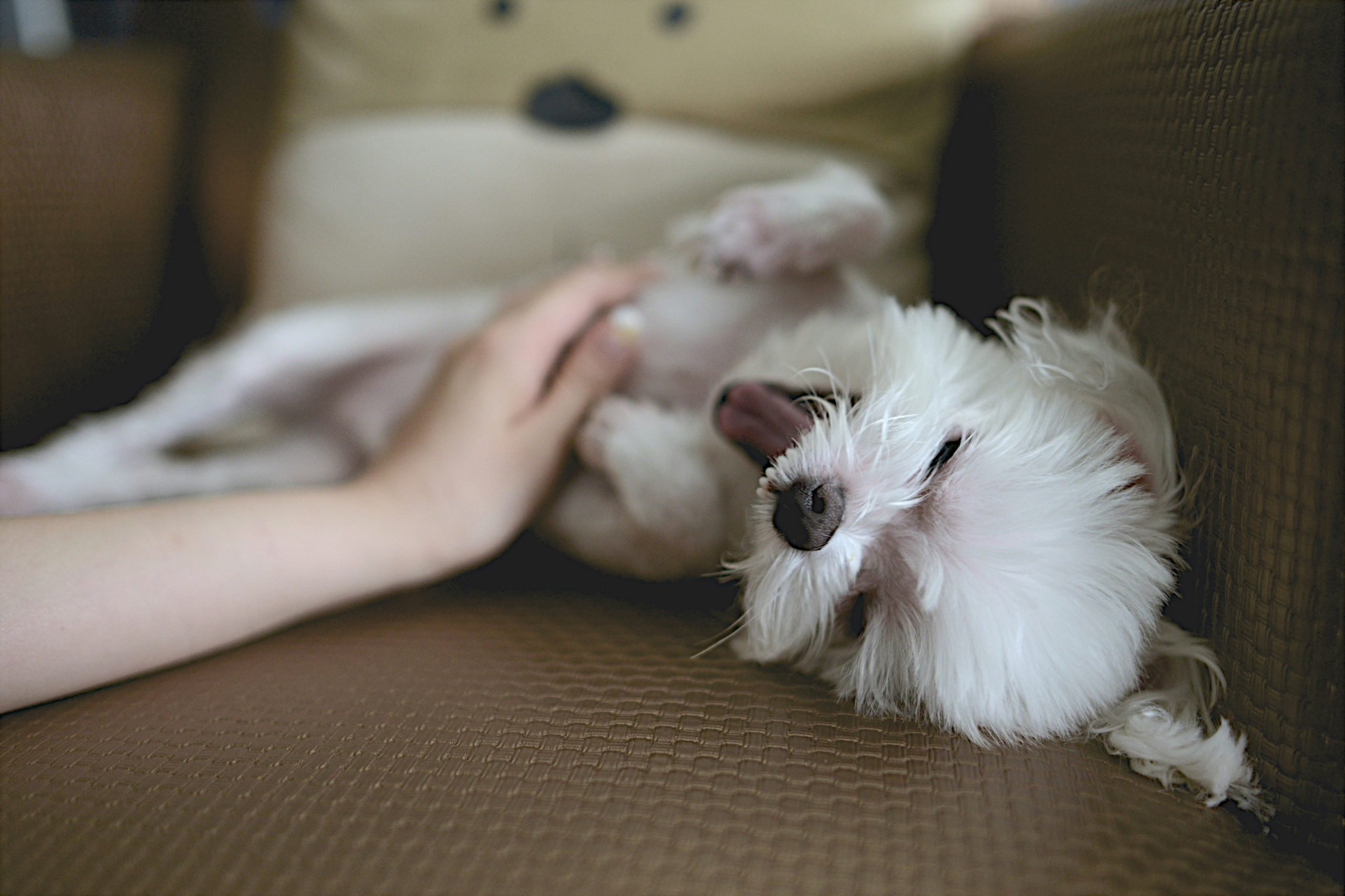 Online Vet Pasadena CA