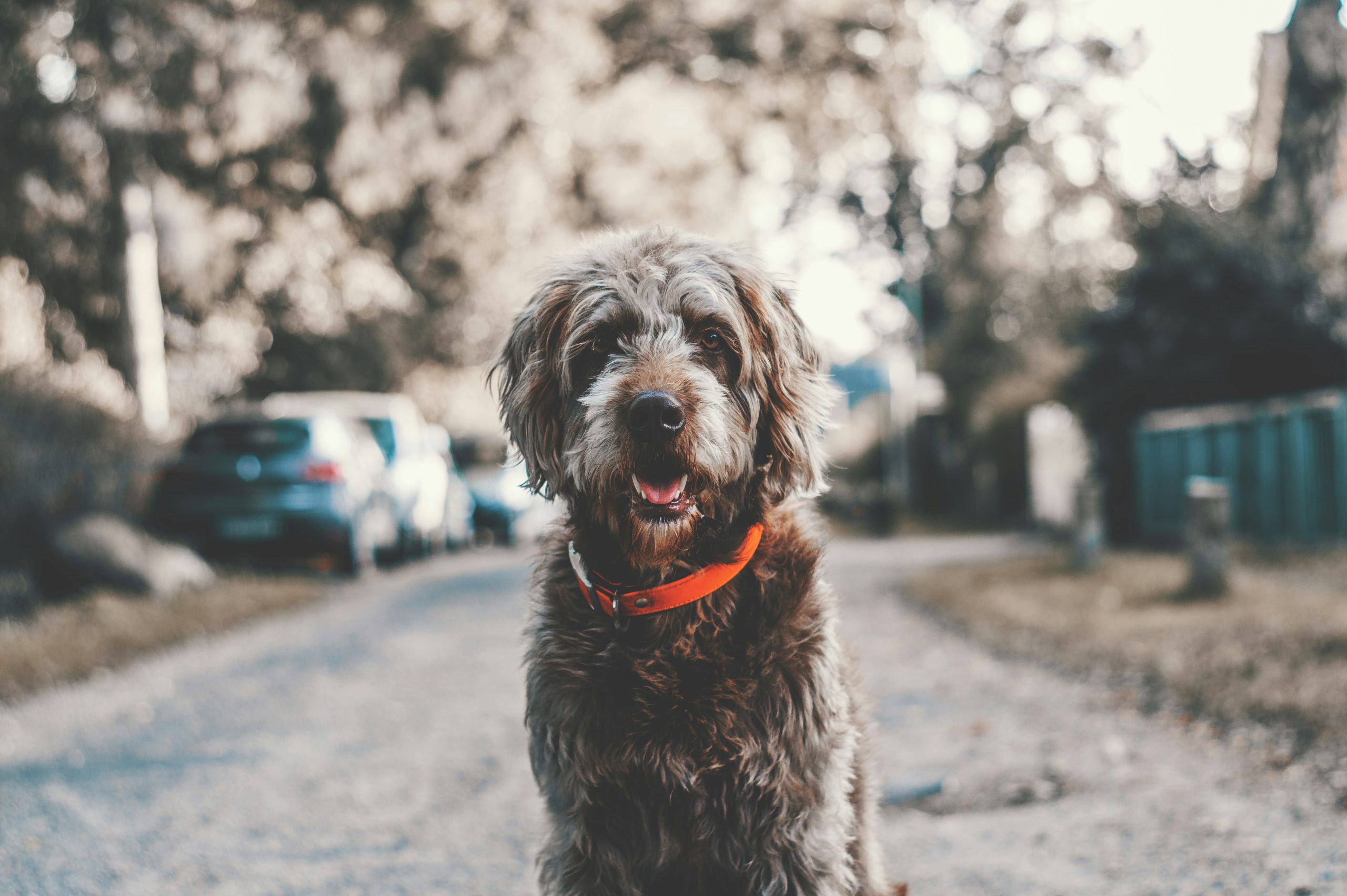Online Vet Pearland TX