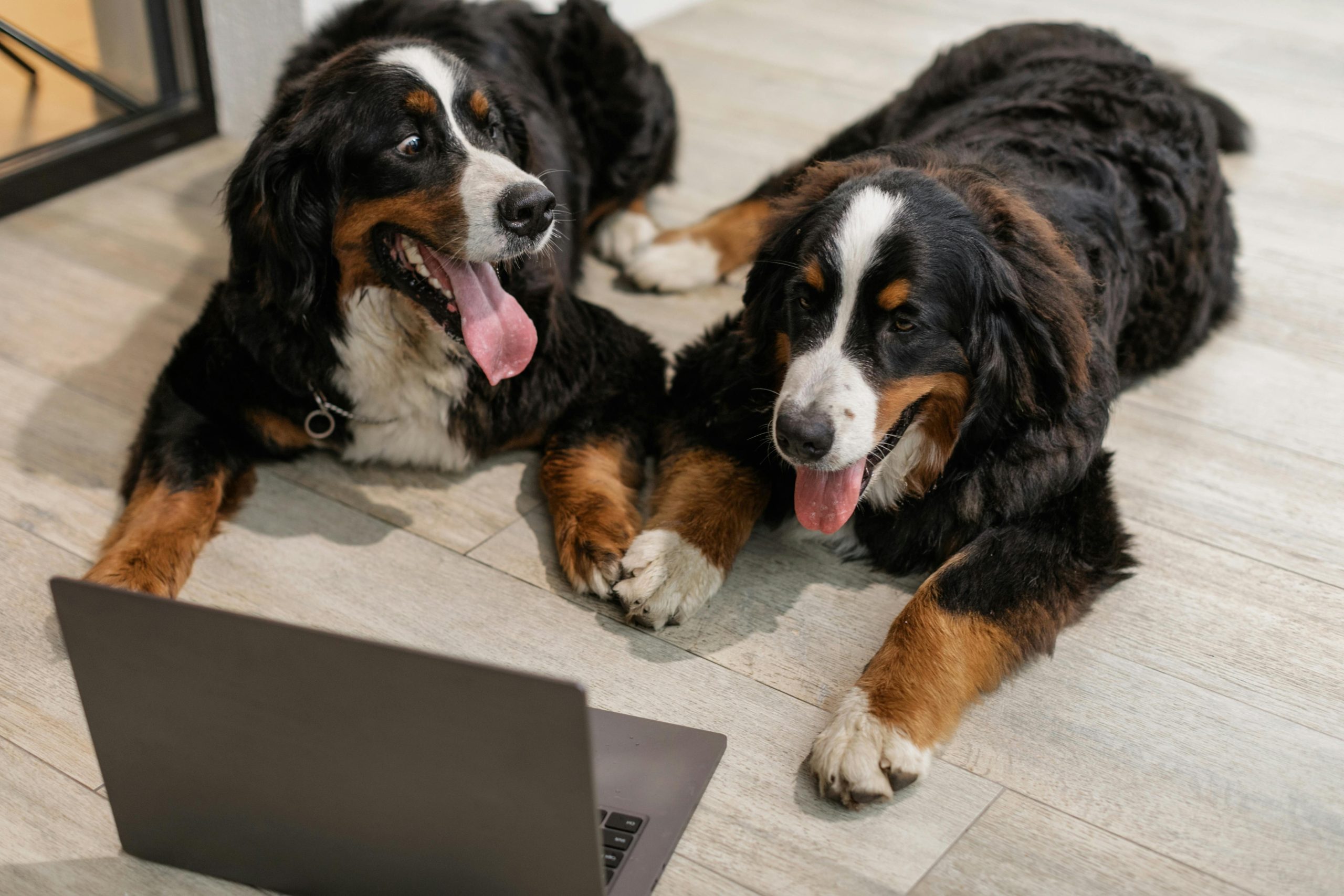 Online Vet Pearland TX