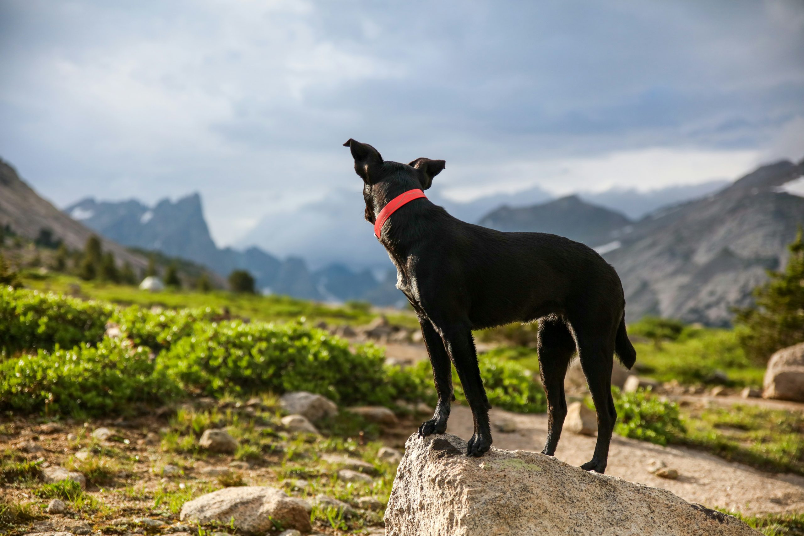 Online Vet Rochester MN