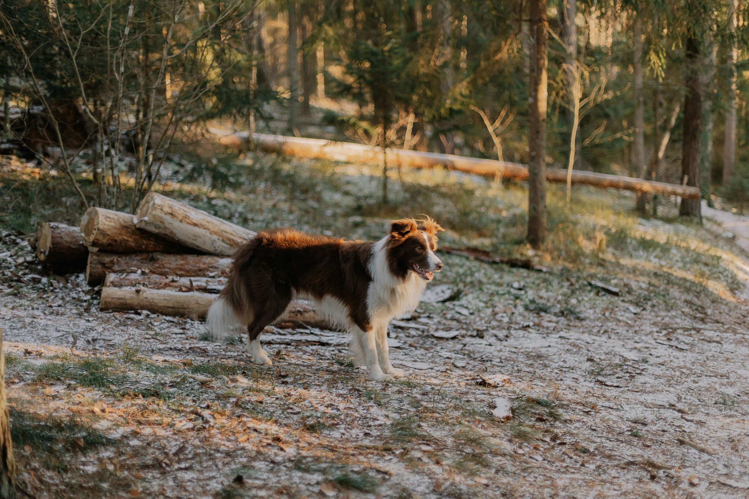 Online Vet Rochester MN