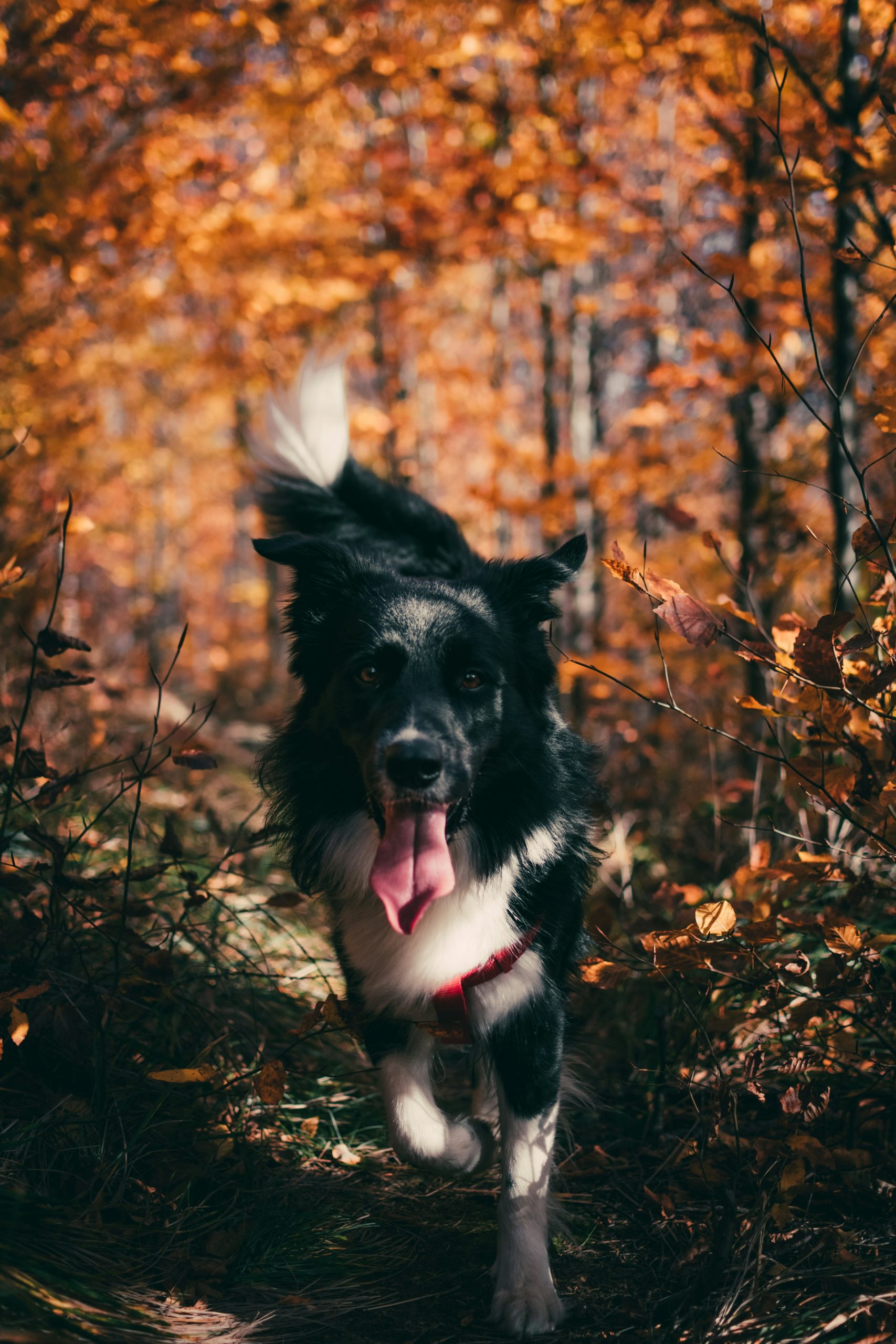 Online Vet Simi Valley CA