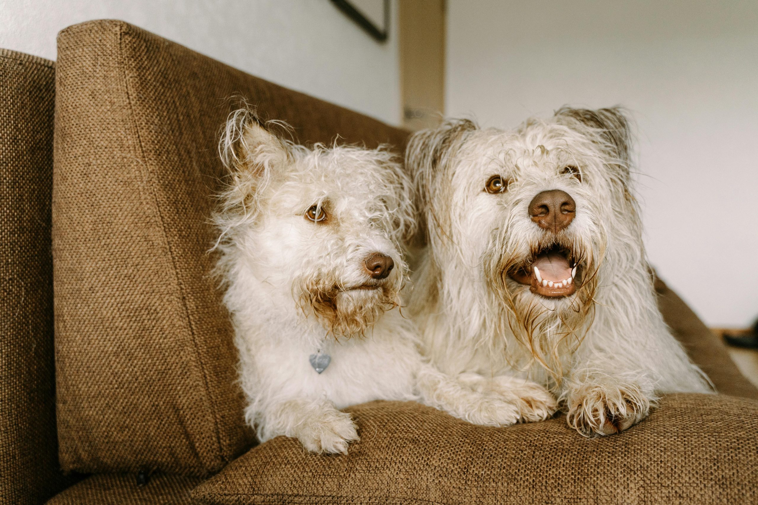 Online Vet Simi Valley CA