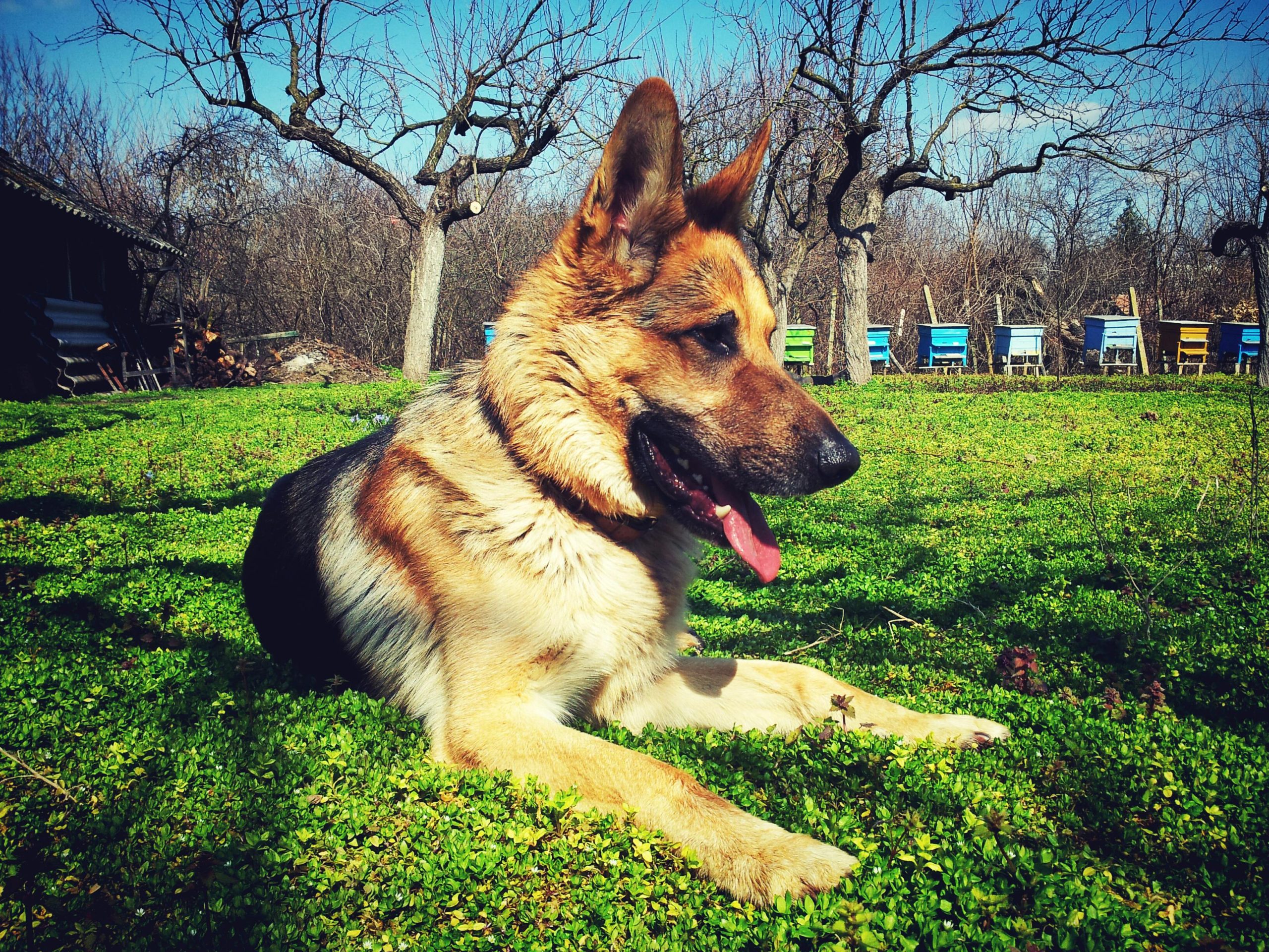 Online Vet Stamford CT