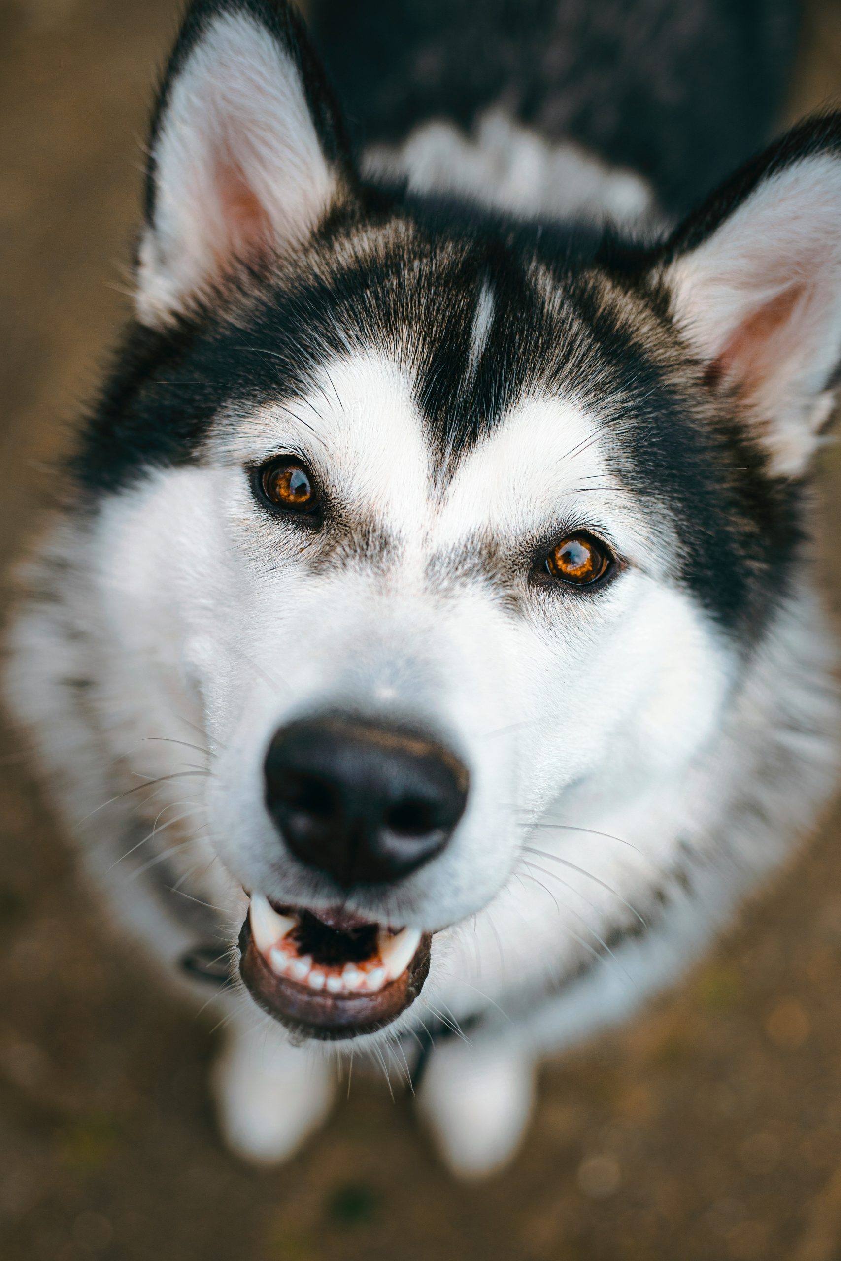 Online Vet Stamford CT