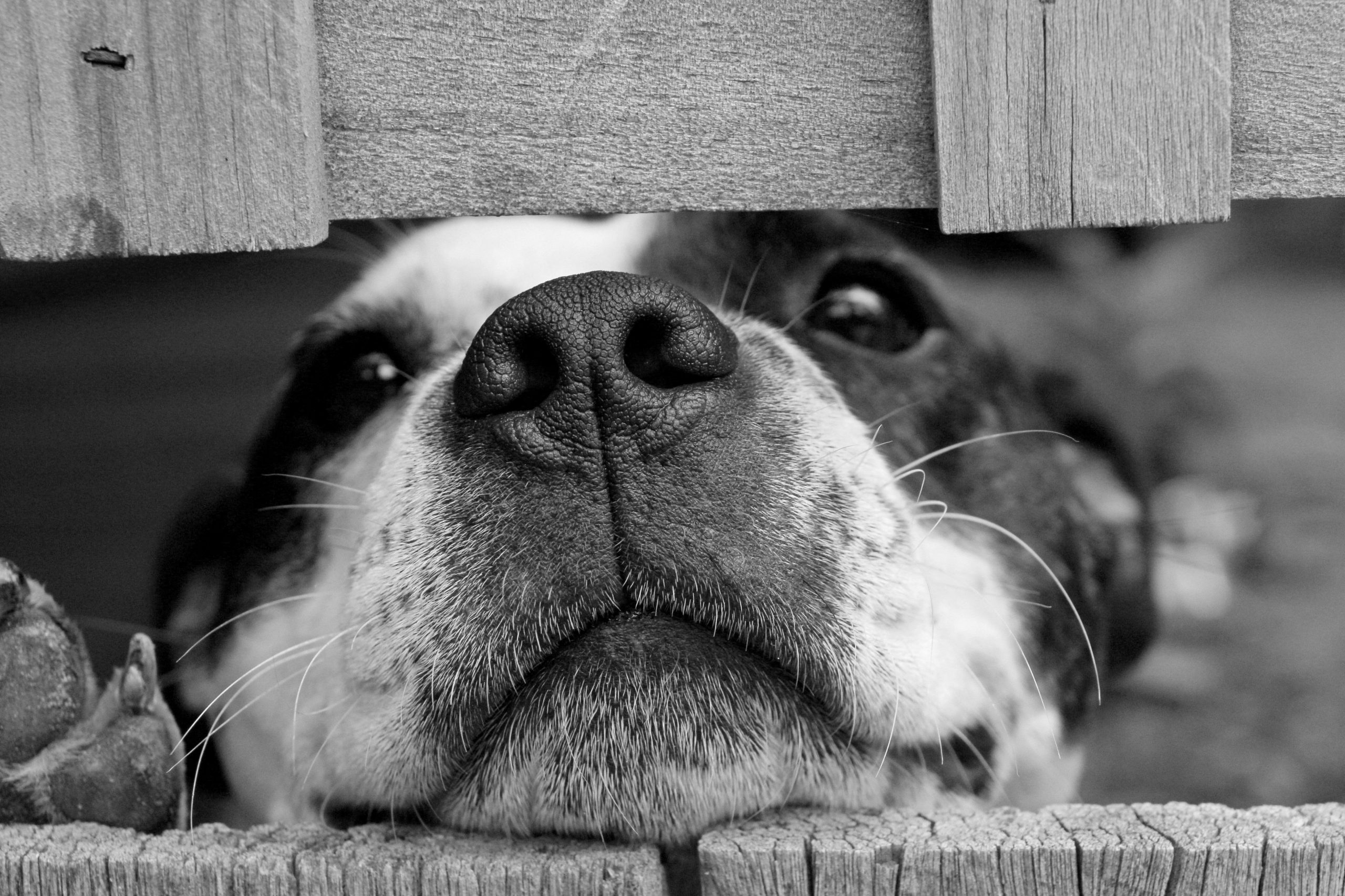 Online Vet Sterling Heights MI