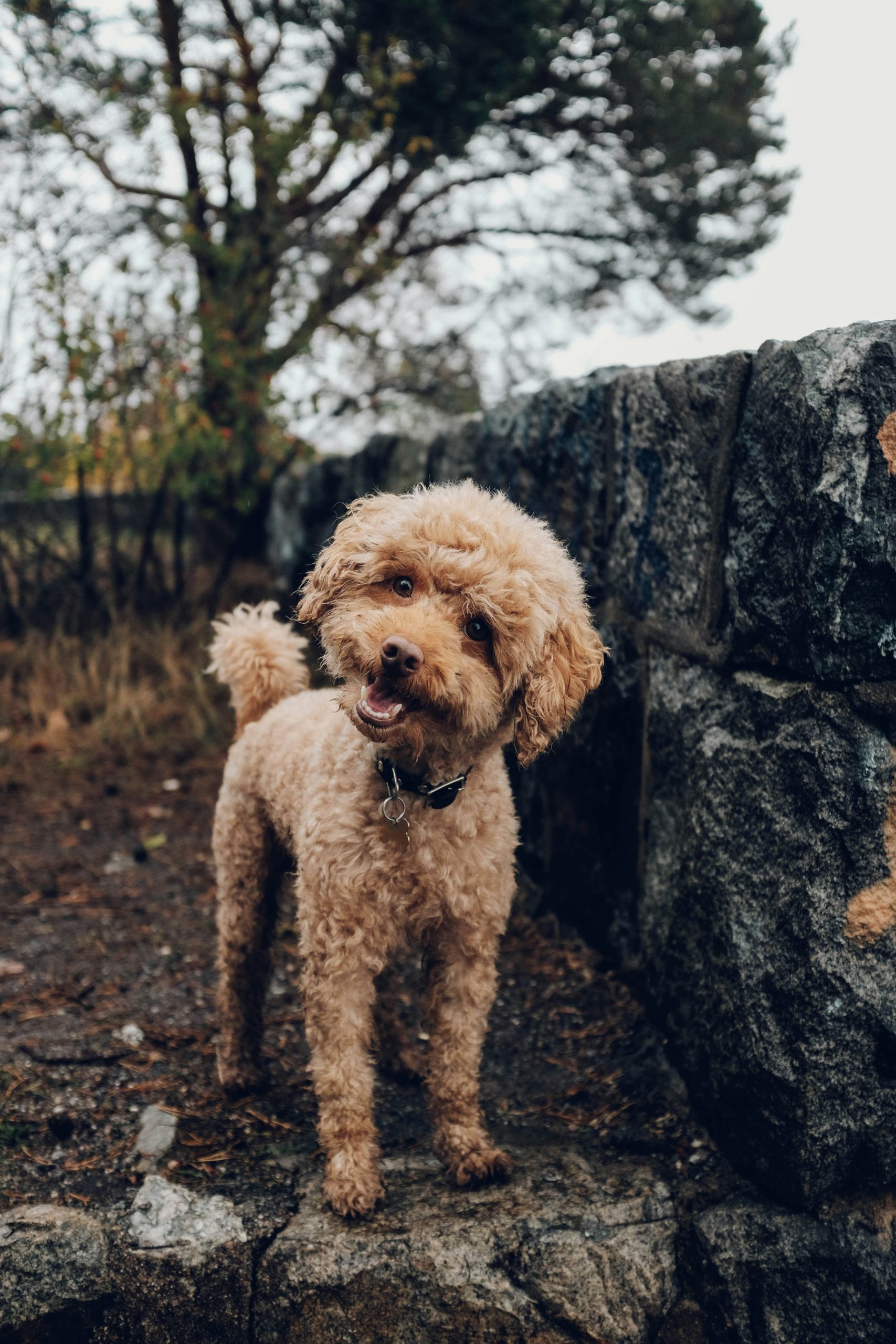 Online Vet Sterling Heights MI