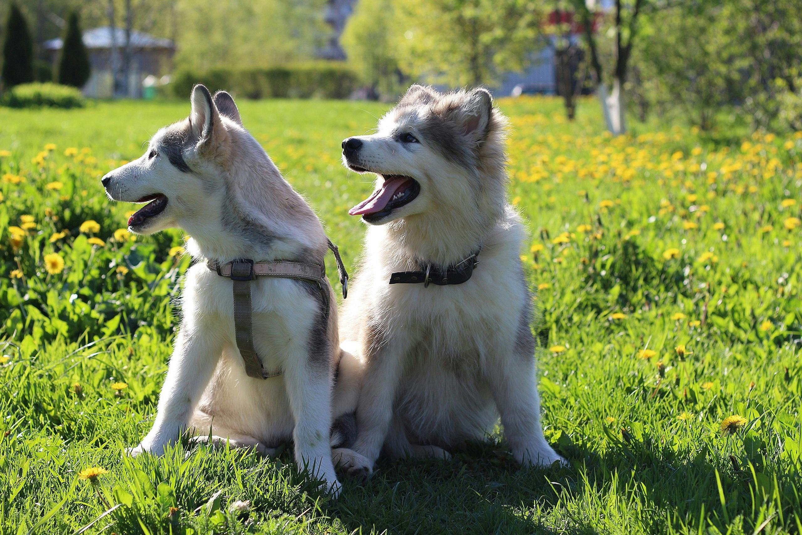 Online Vet Thousand Oaks CA