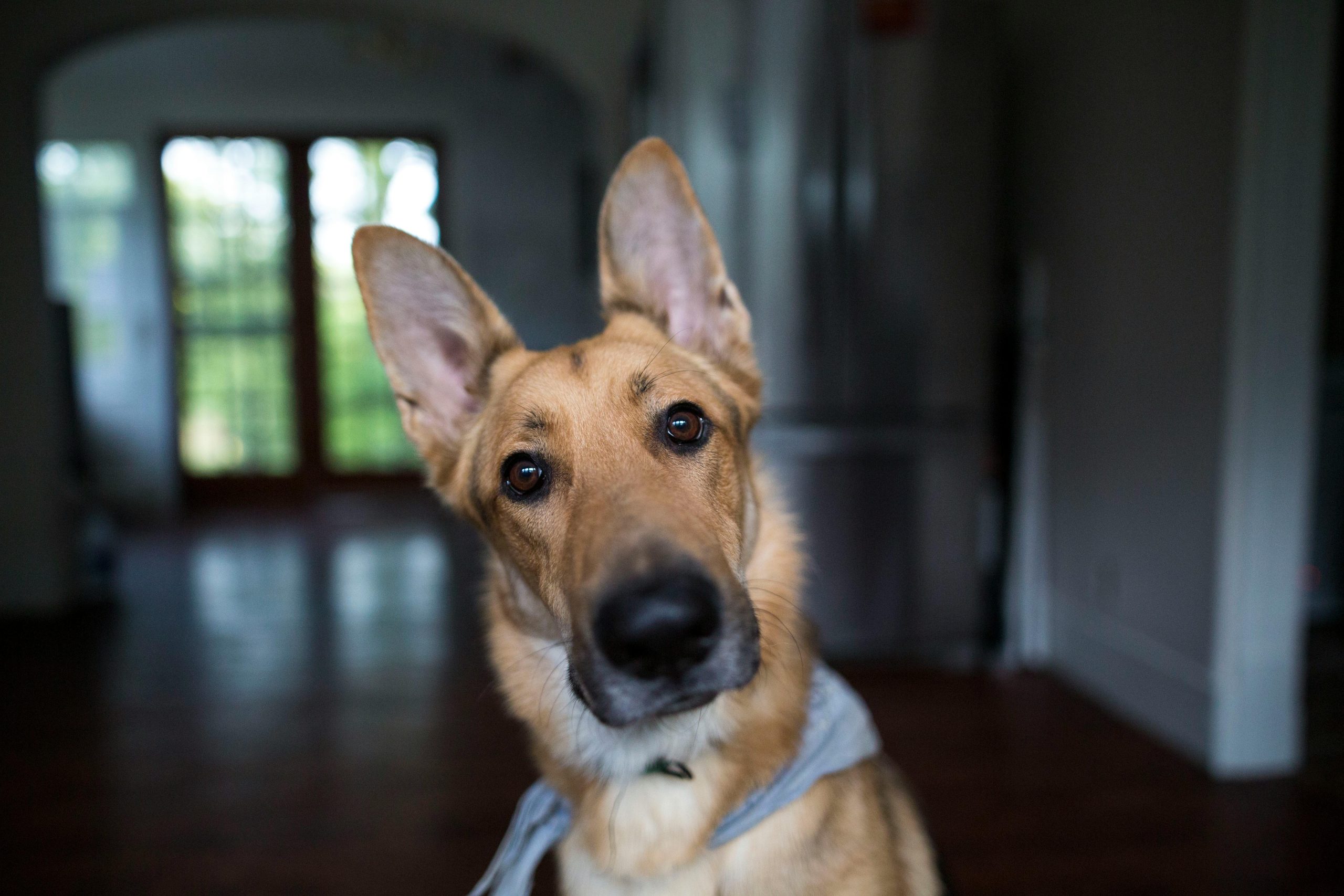 Online Vet Thousand Oaks CA