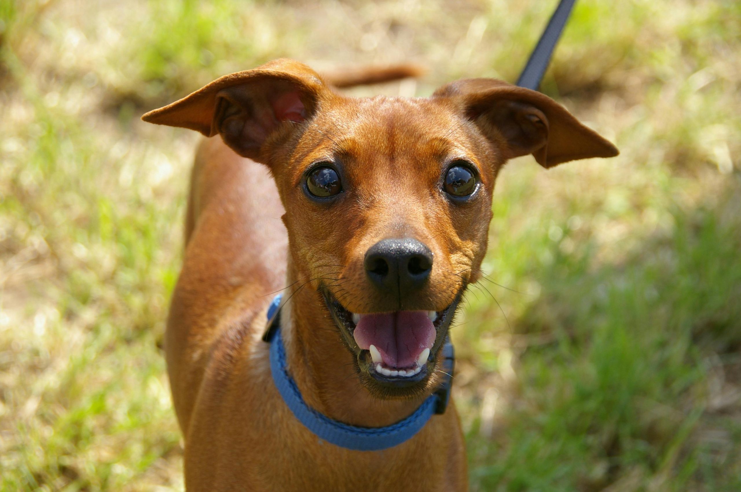 Online Vet Topeka KS