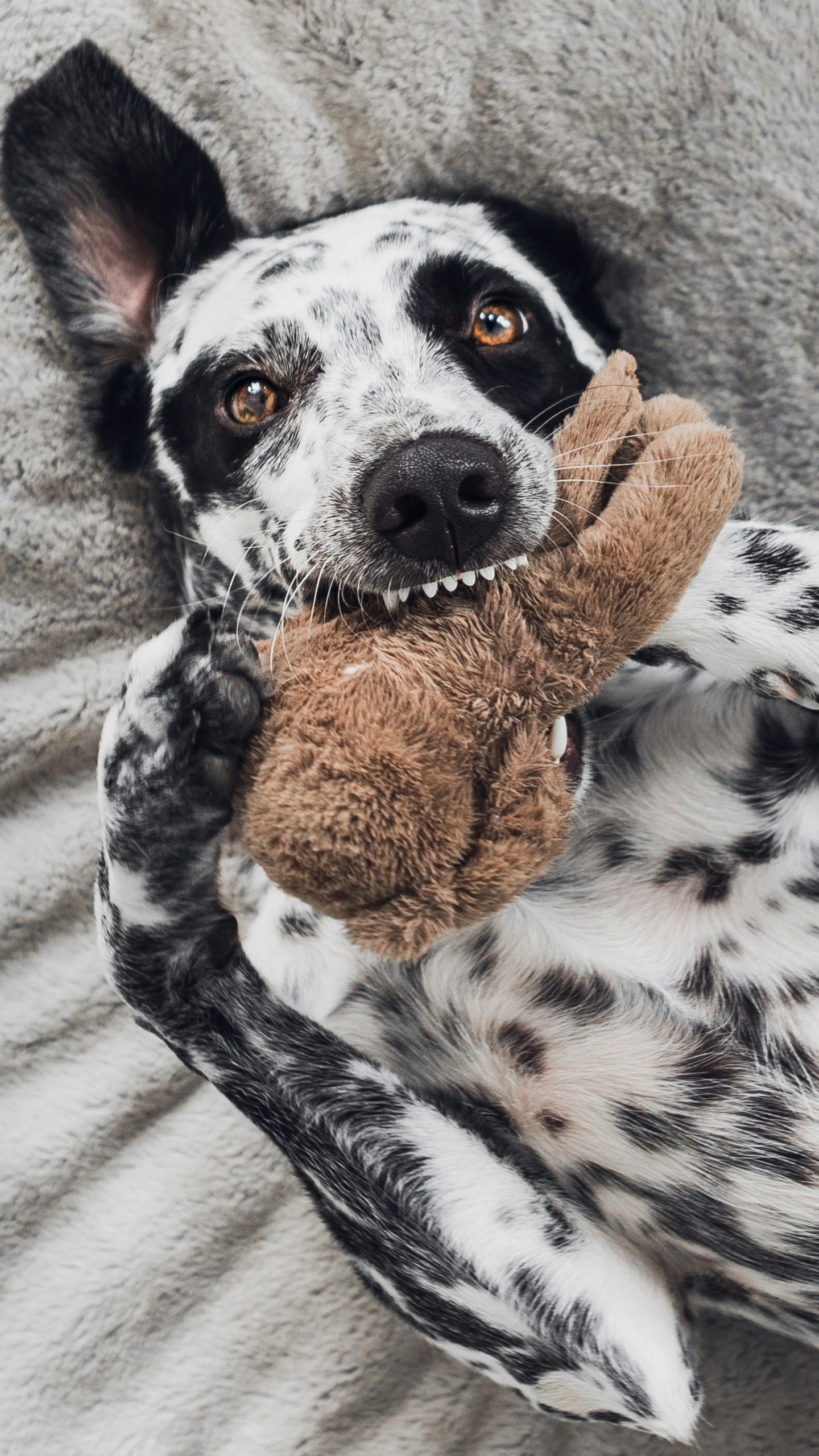 Online Vet Topeka KS