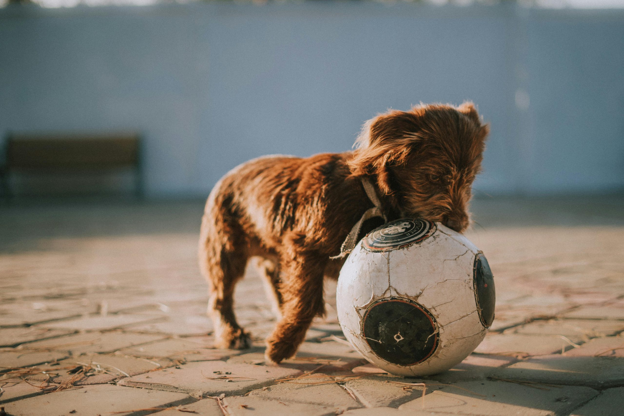 Online Vet Topeka KS