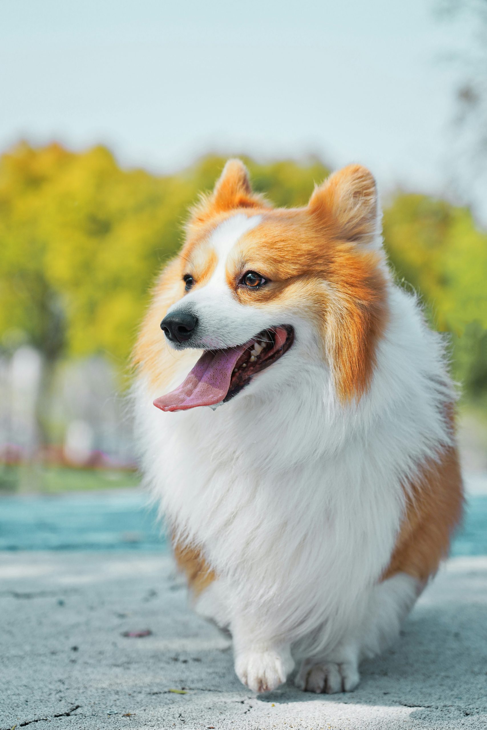Online Vet Vallejo CA