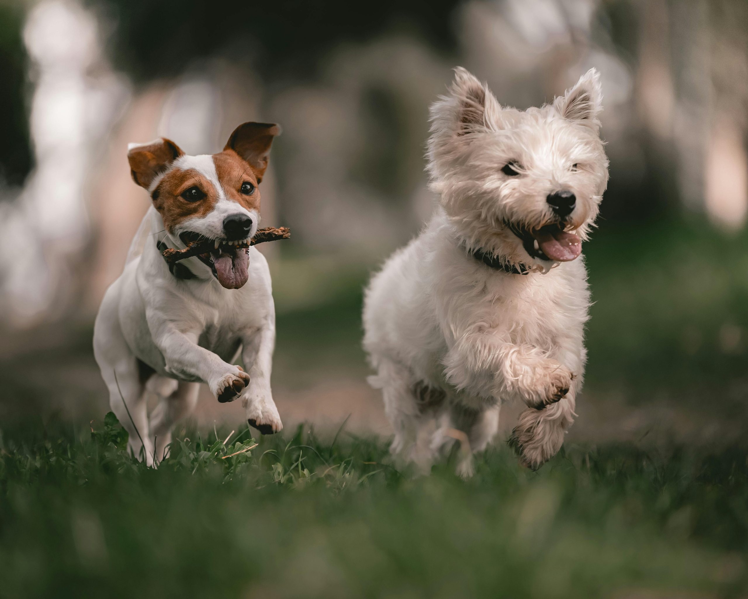 Online Vet Vallejo CA