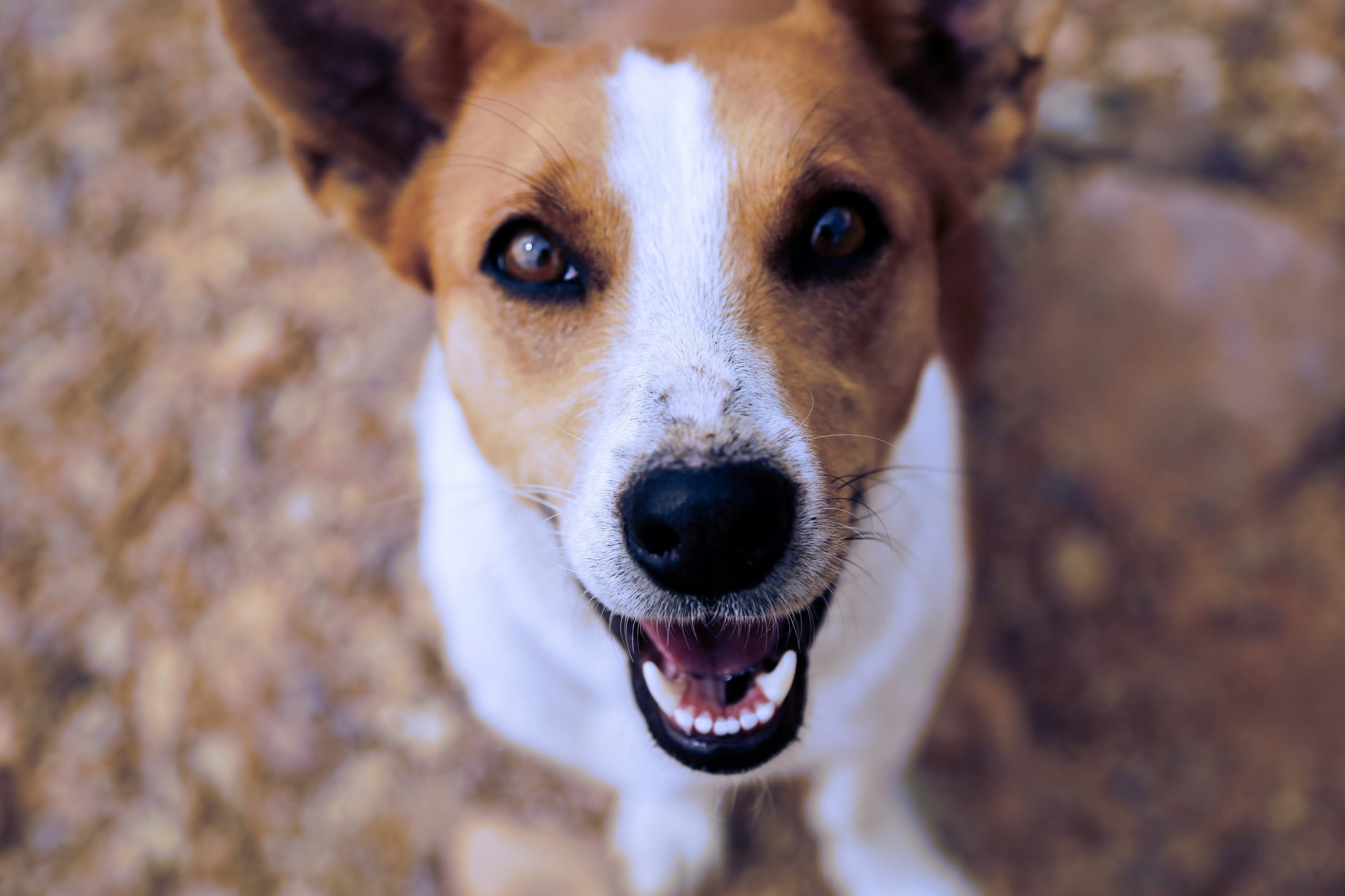 Online Vet Wilmington NC