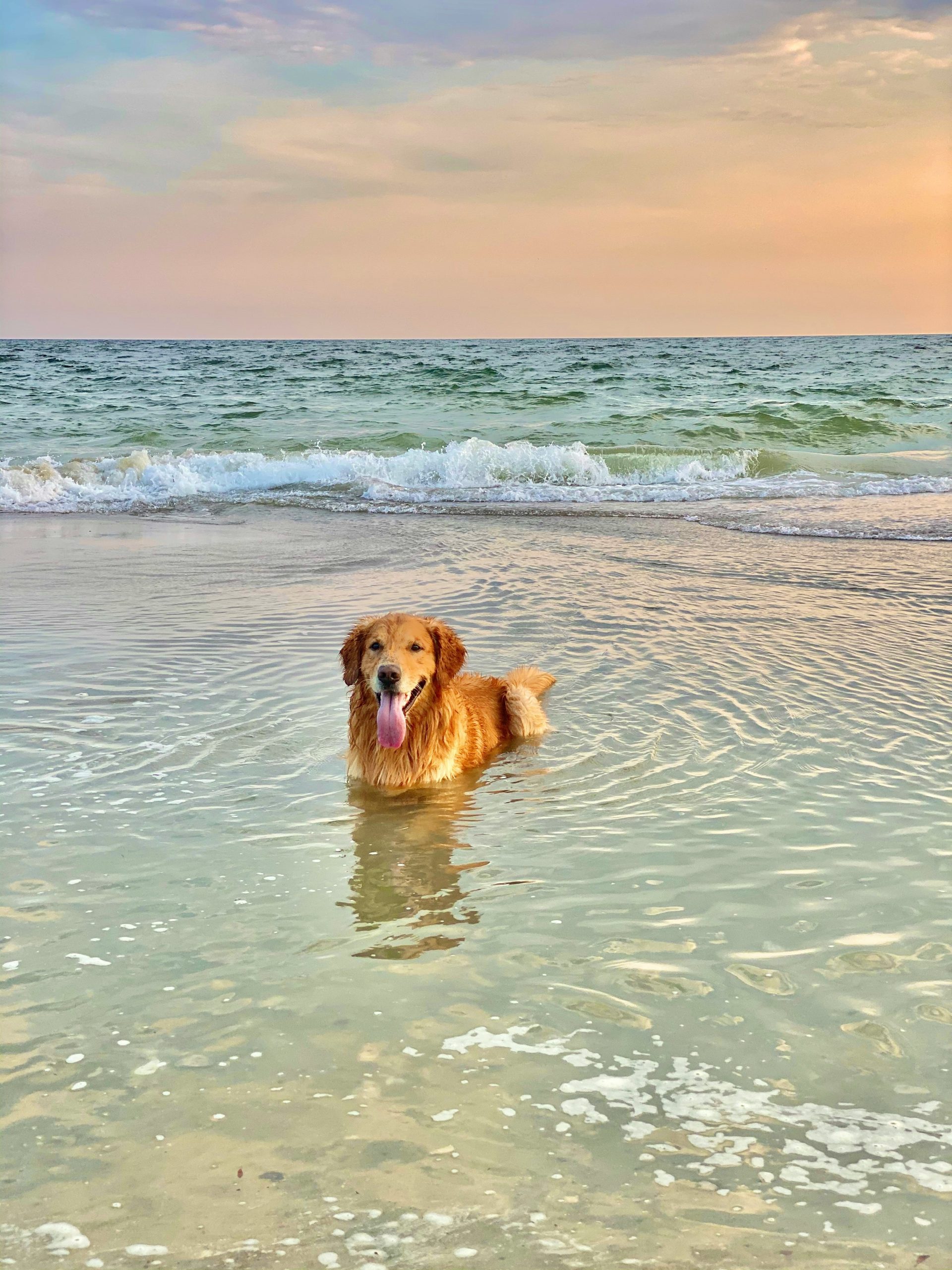 Online Vet Wilmington NC
