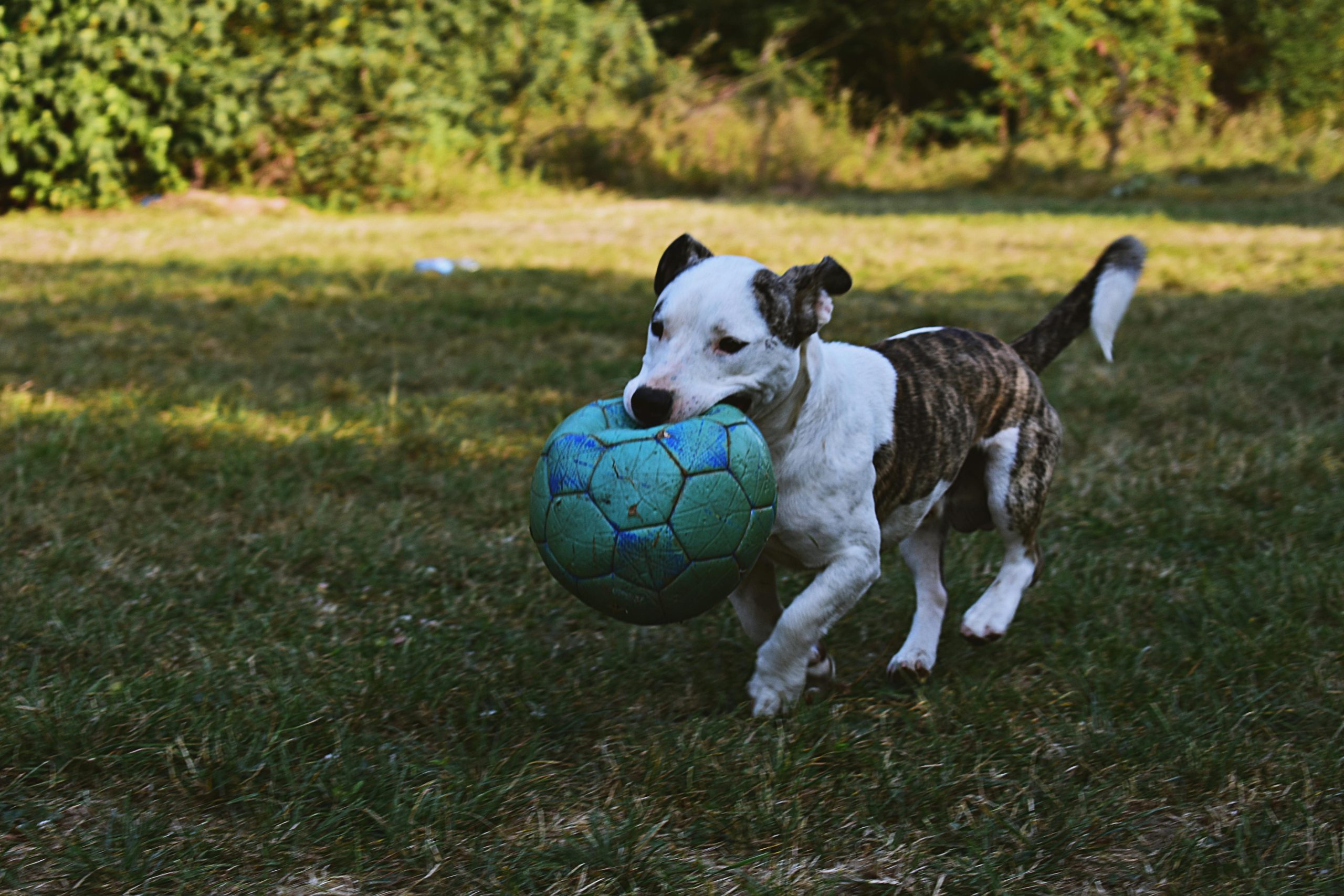 Online Vet Wilmington NC