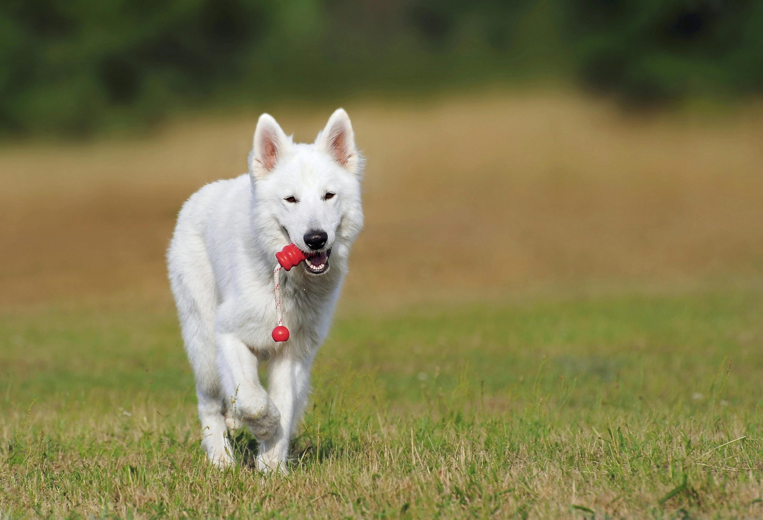 Online Vet in Victorville CA