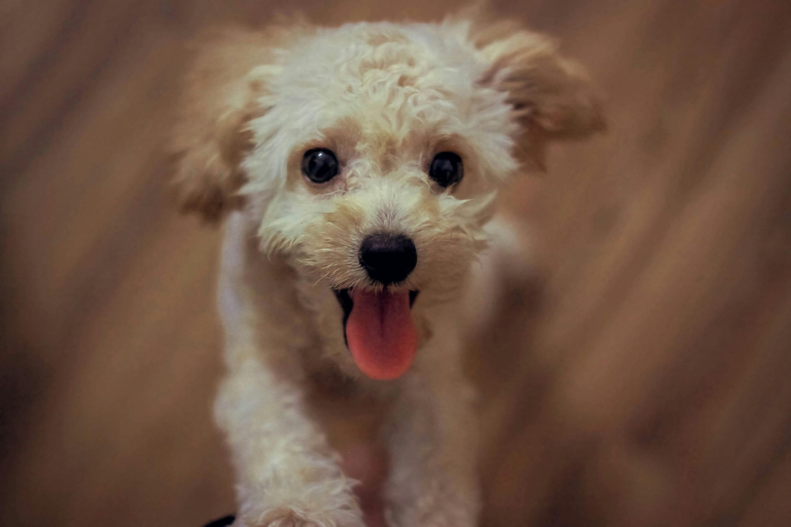 Online Vet in Victorville CA