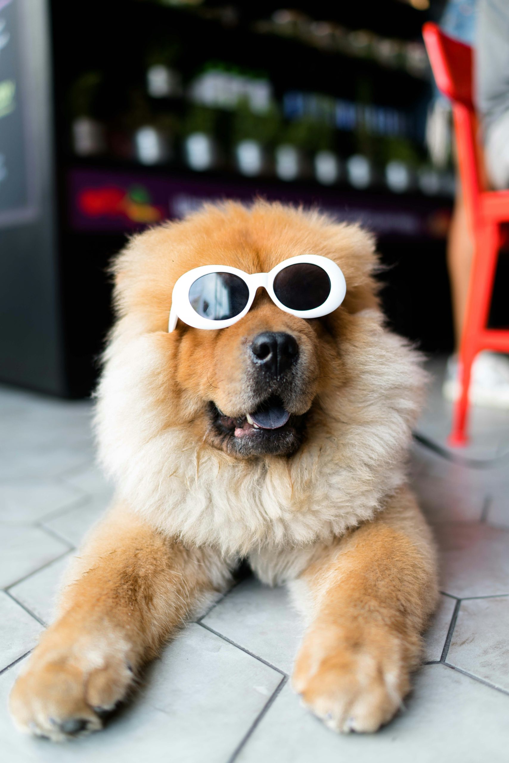 Online Vet Orange CA