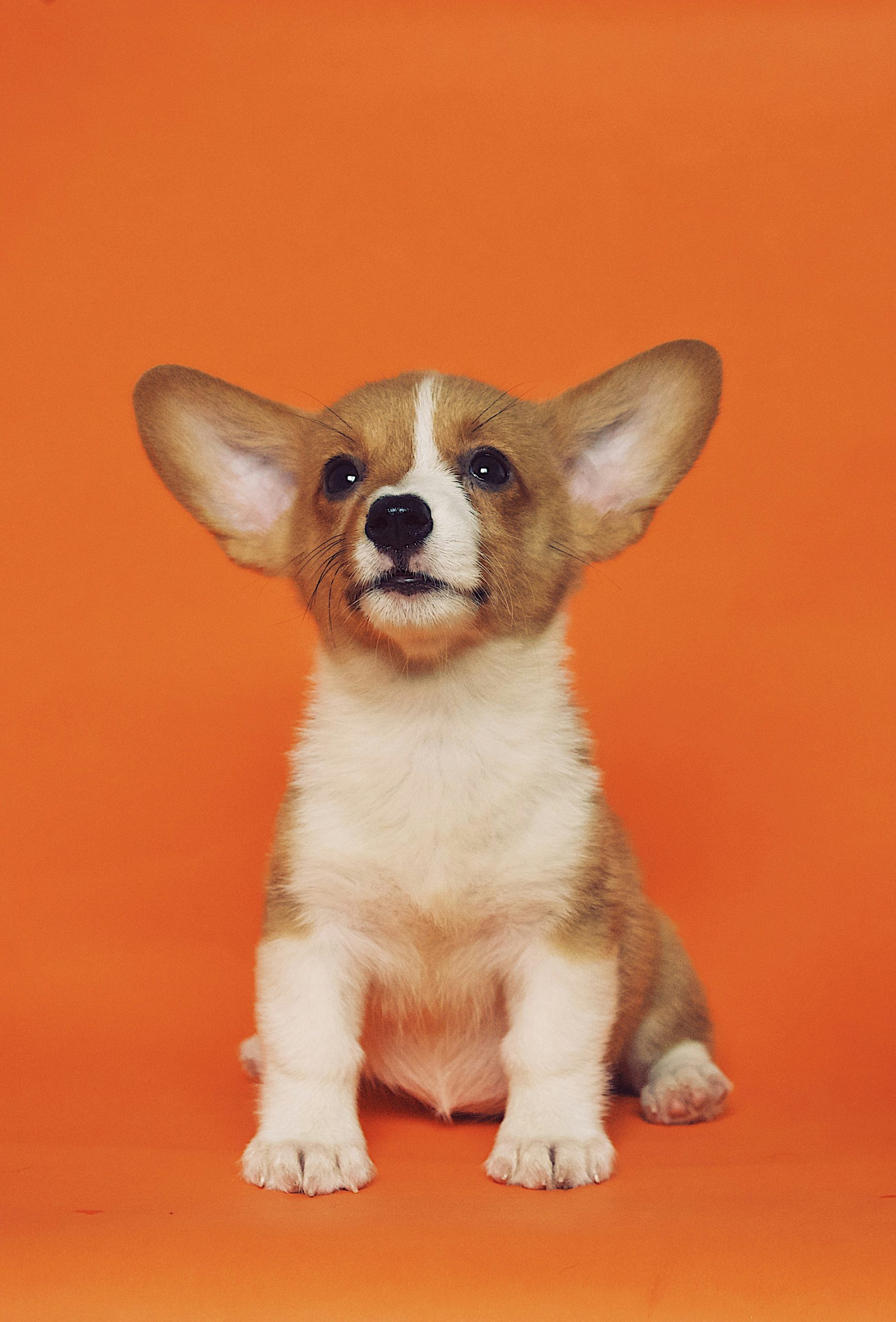 Online Vet Cedar Rapids IA