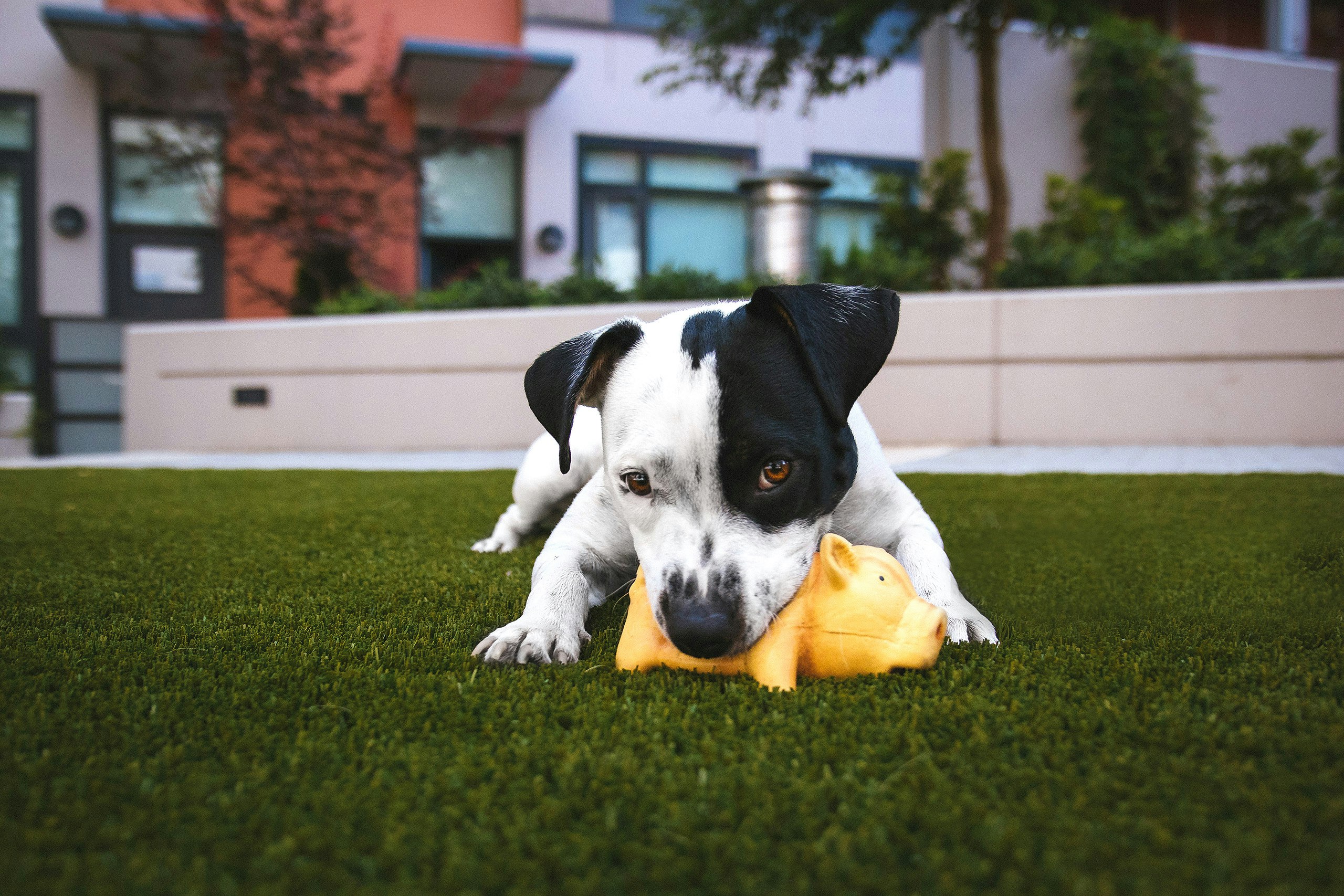Online Vet Cedar Rapids IA