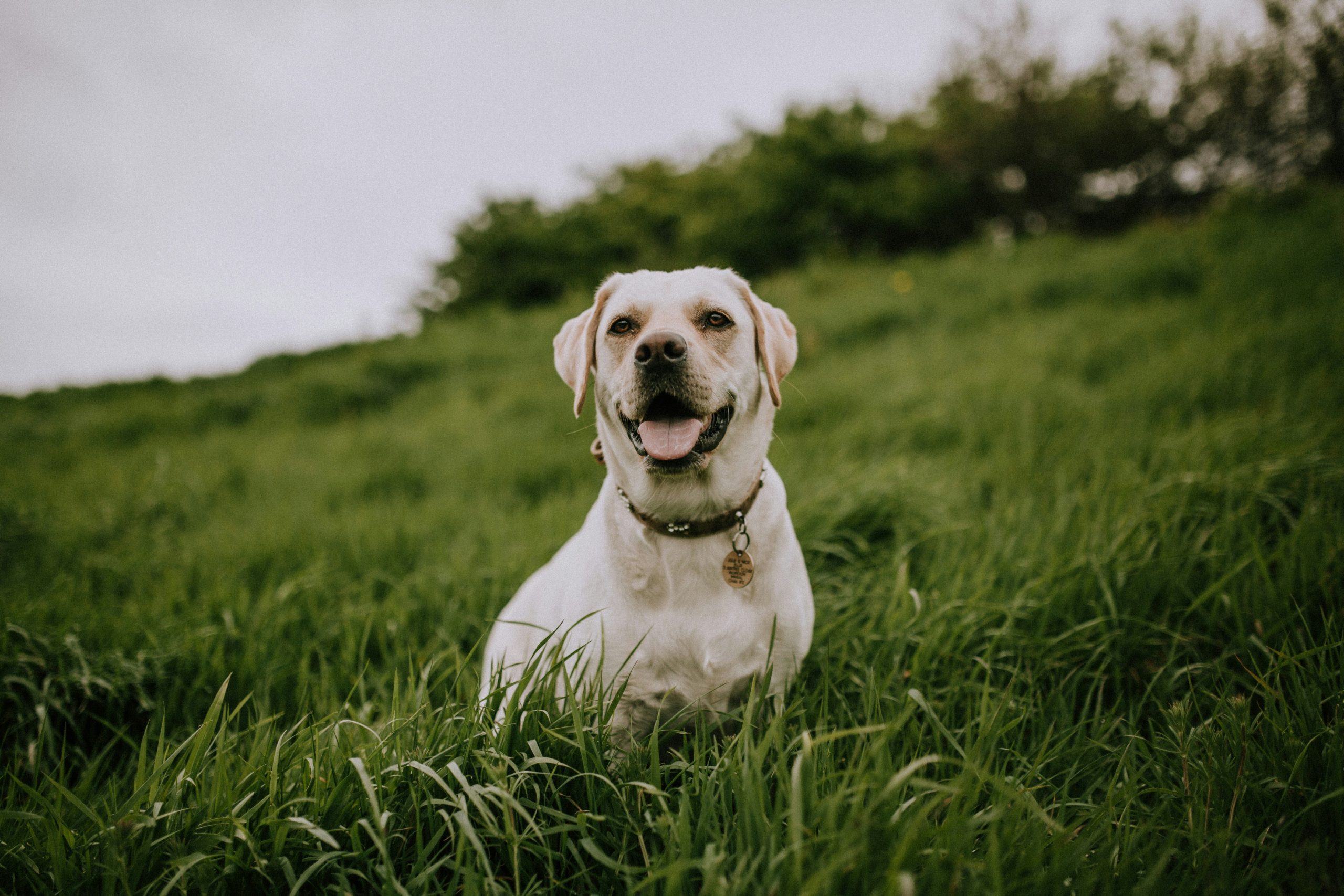 Online Vet Cedar Rapids IA