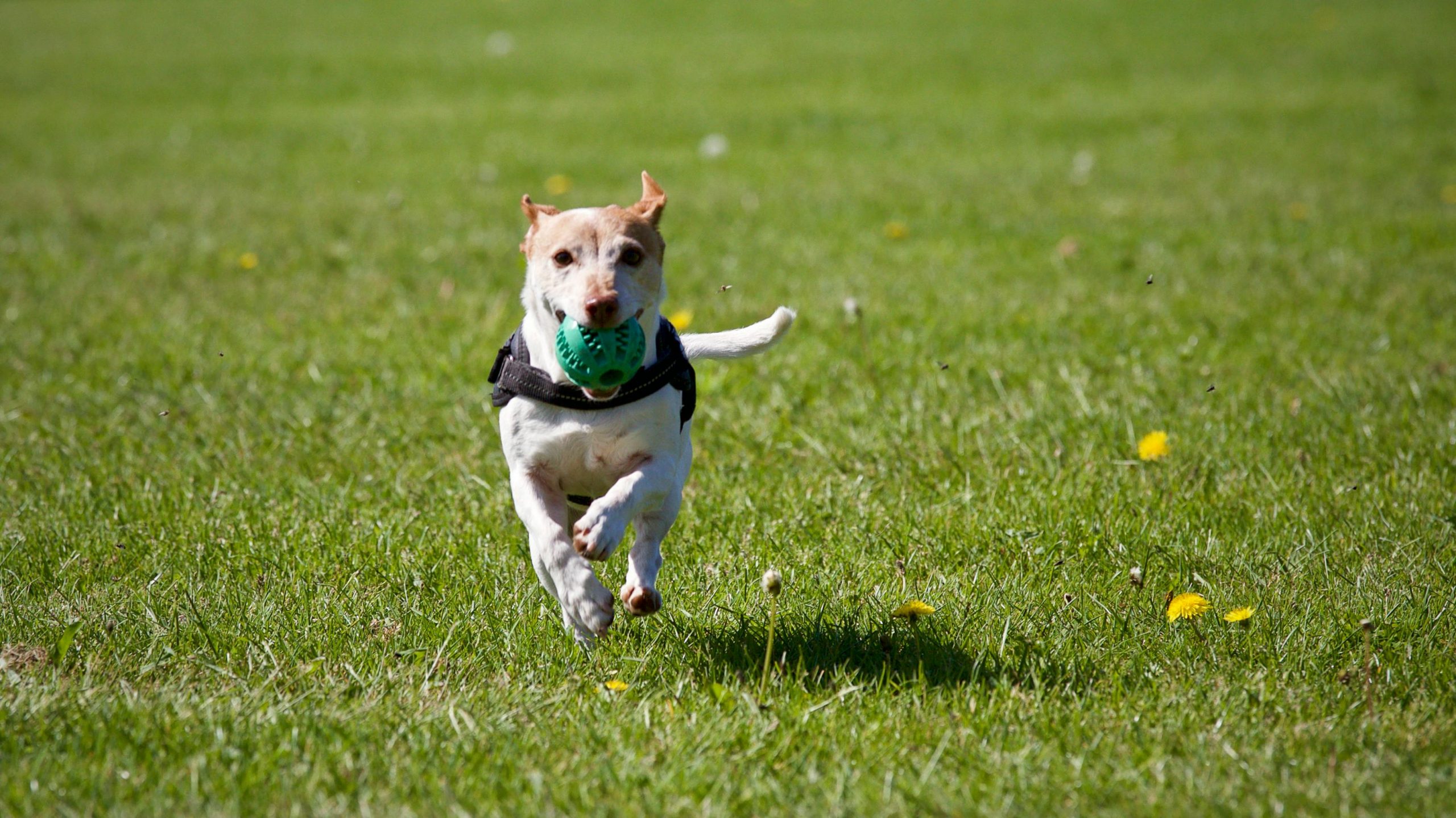 Online Vet Orange CA