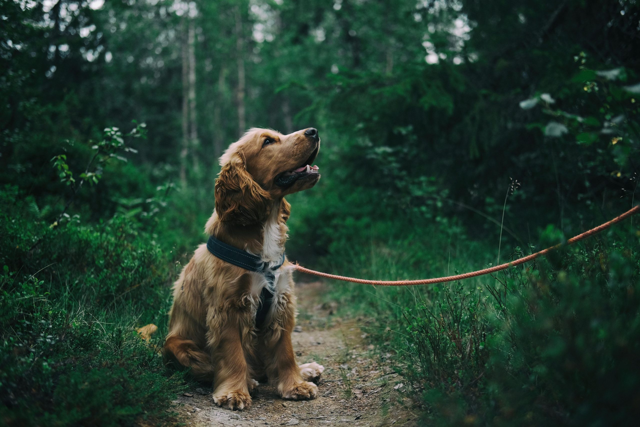 Online Vet Allen TX
