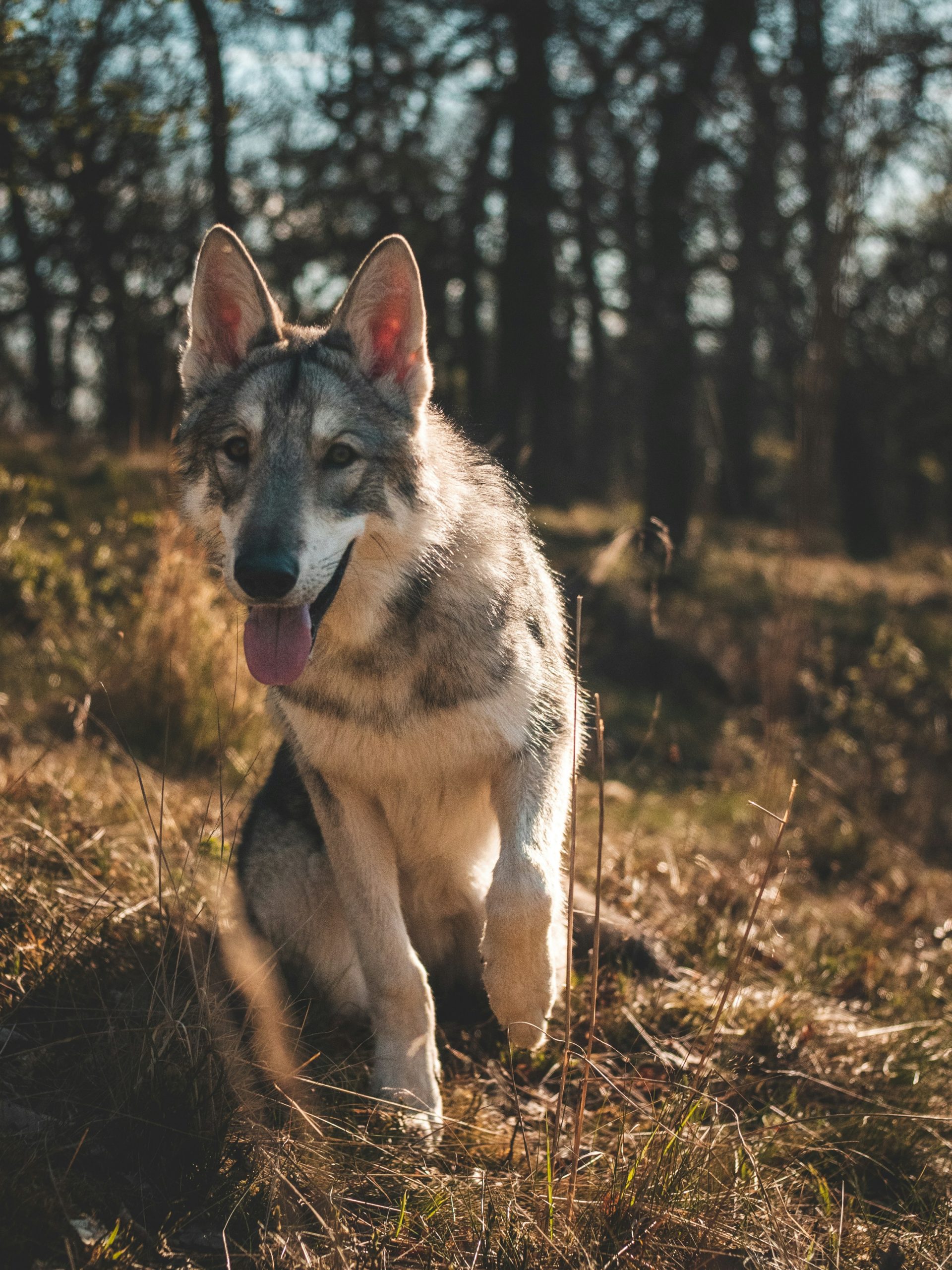 Online Vet Allen TX