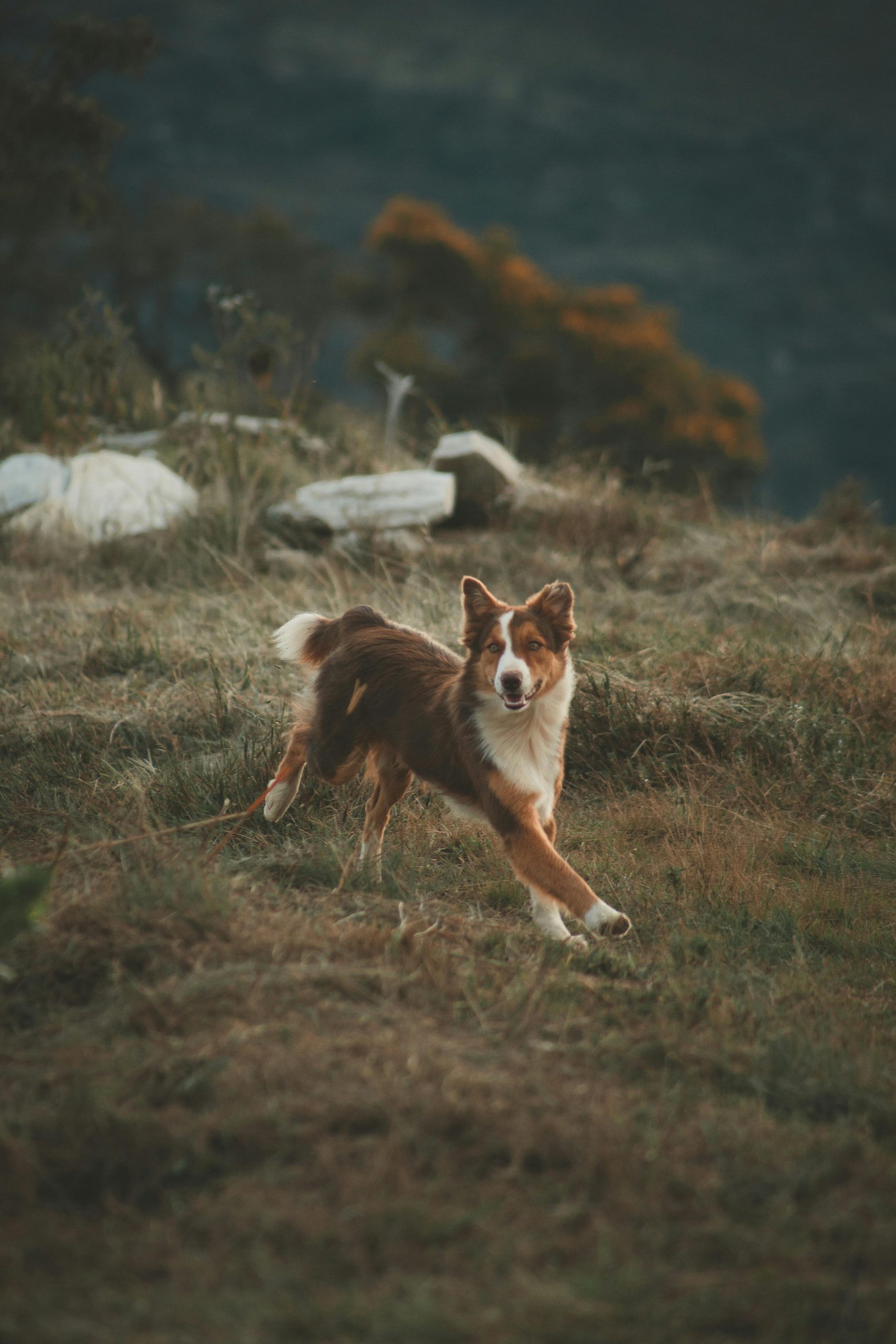Online Vet Antioch CA