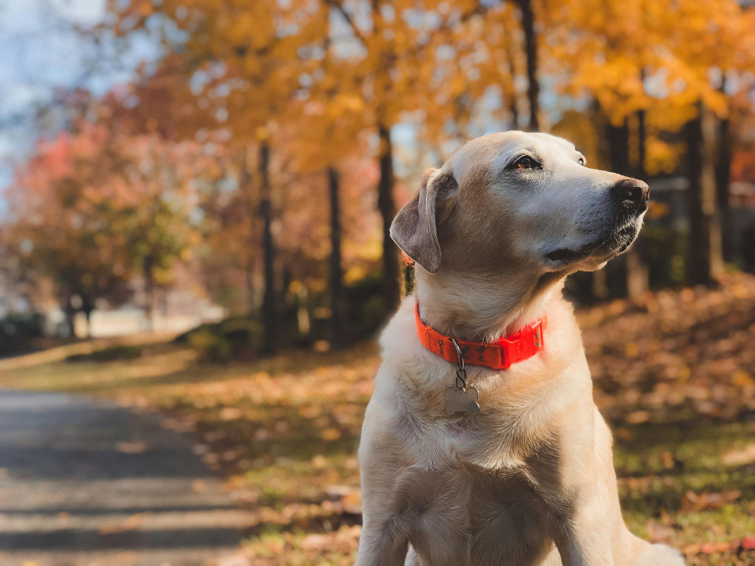Online Vet Beaumont TX