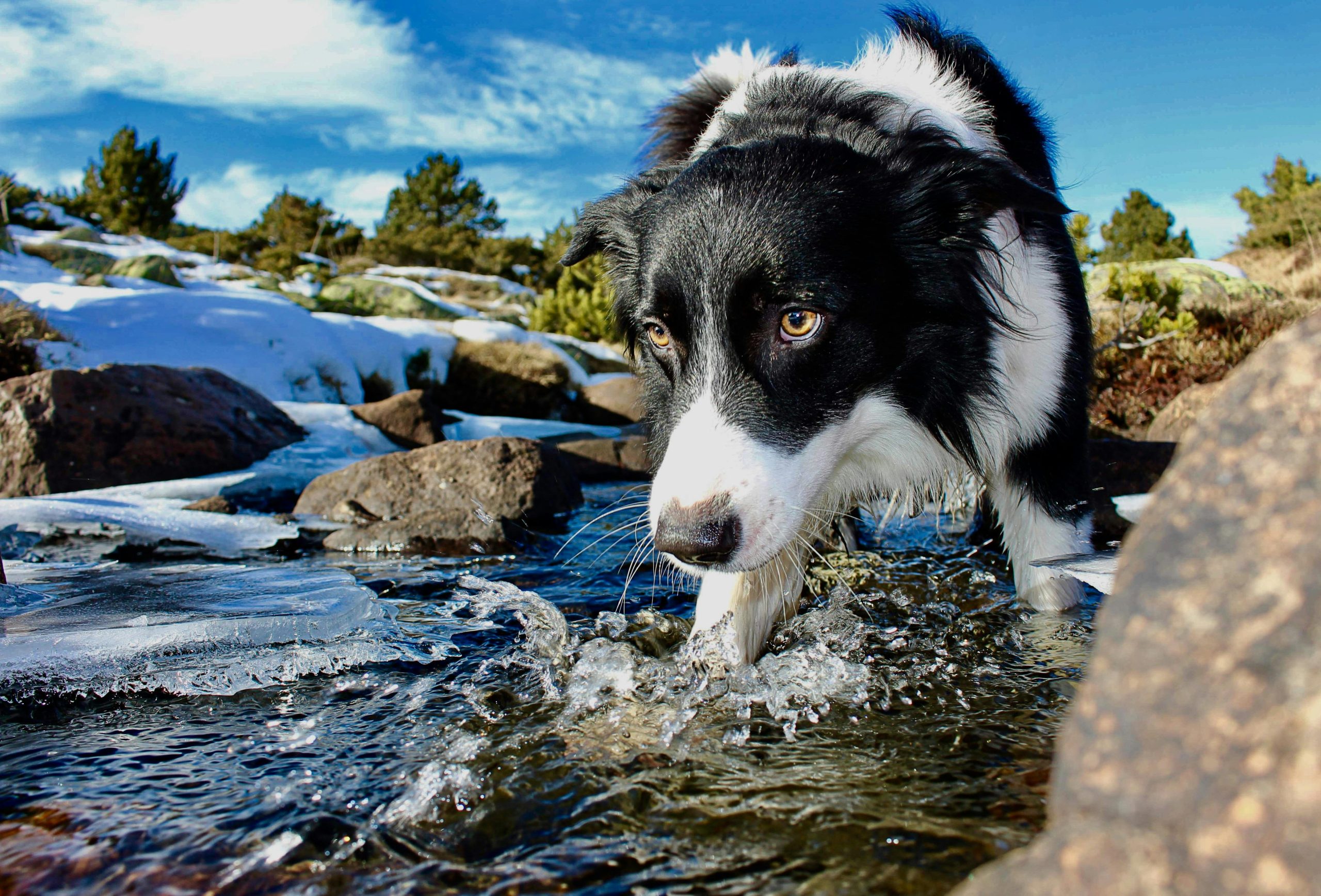 Online Vet Beaumont TX
