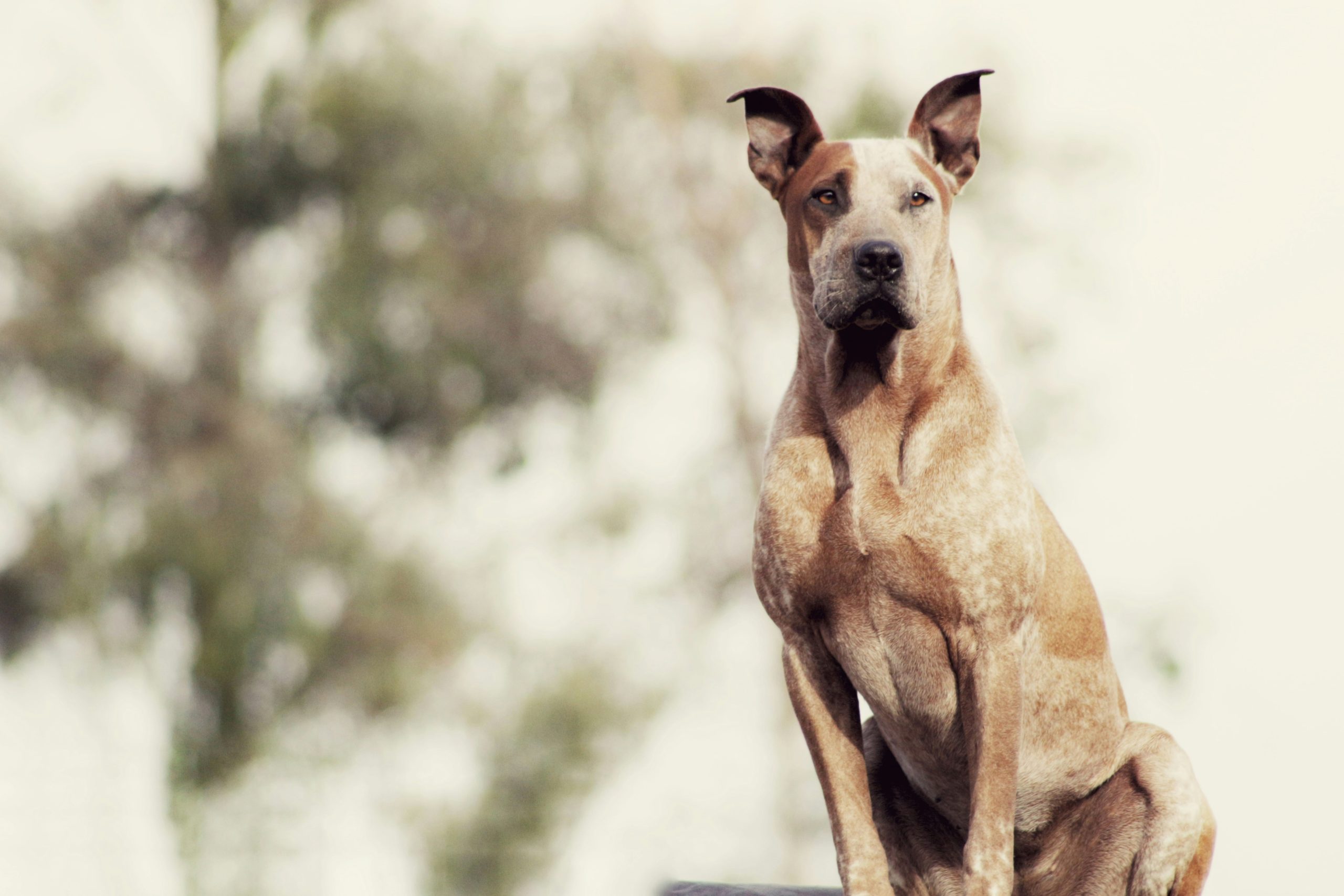 Online Vet Bend OR