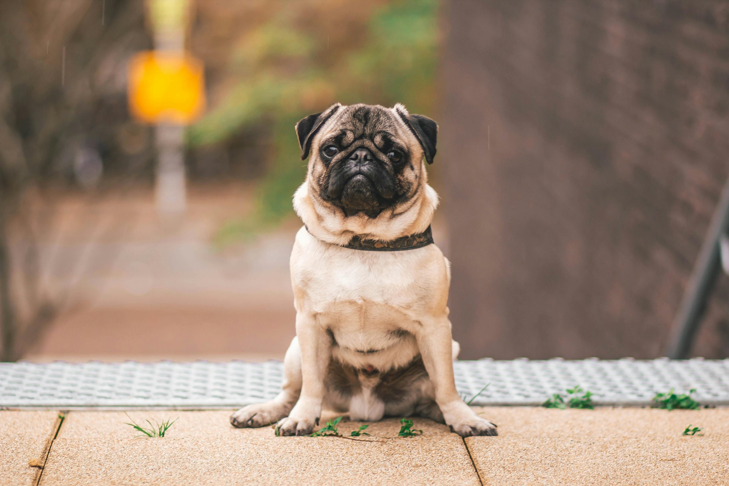 Online Vet Billings MT