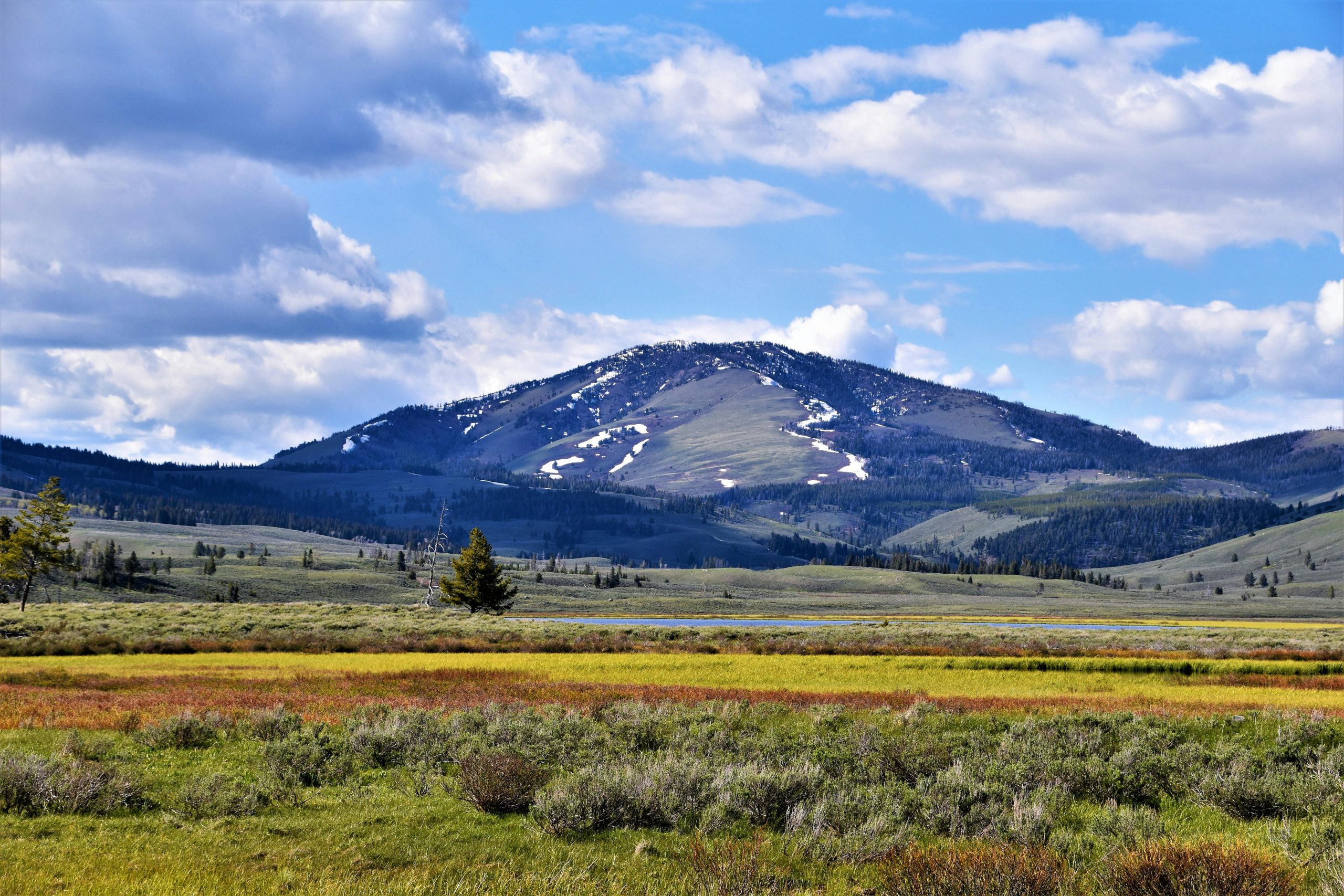 Online Vet Billings MT