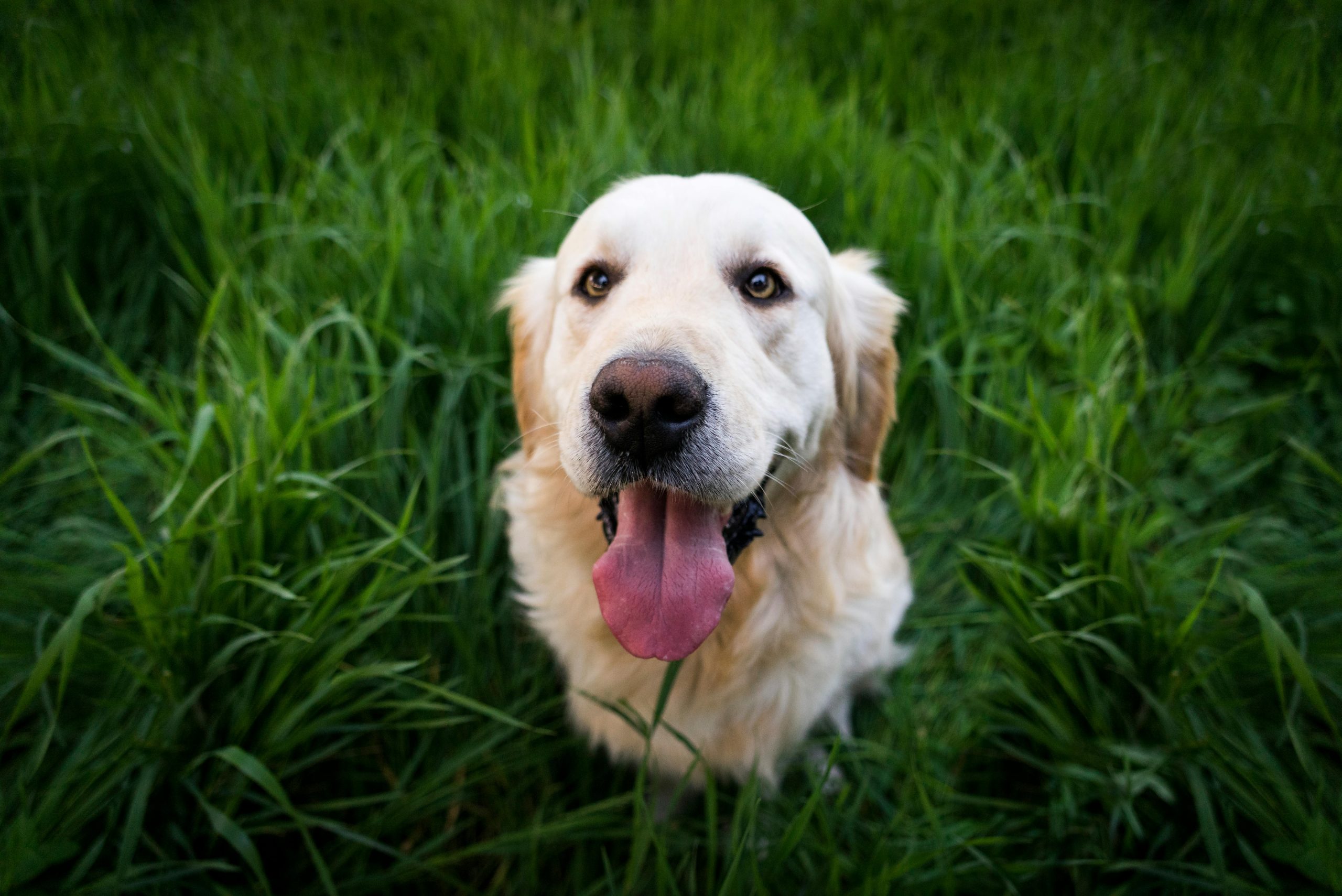 Online Vet Billings MT