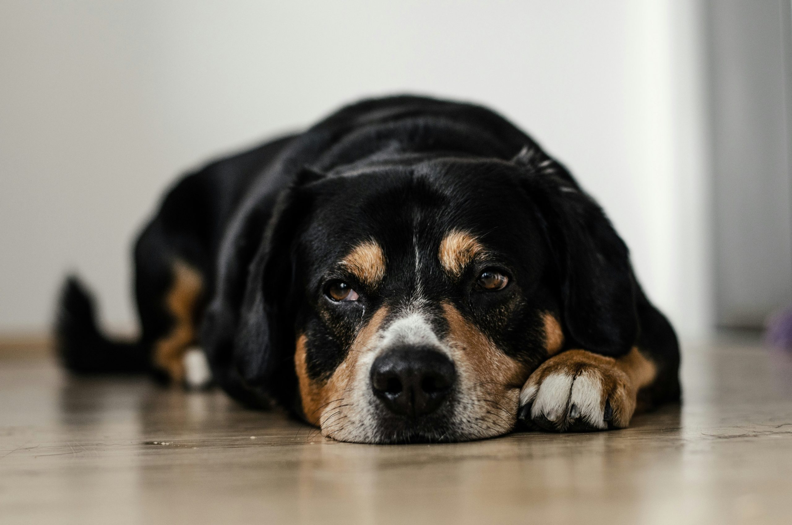 Online Vet Boulder CO