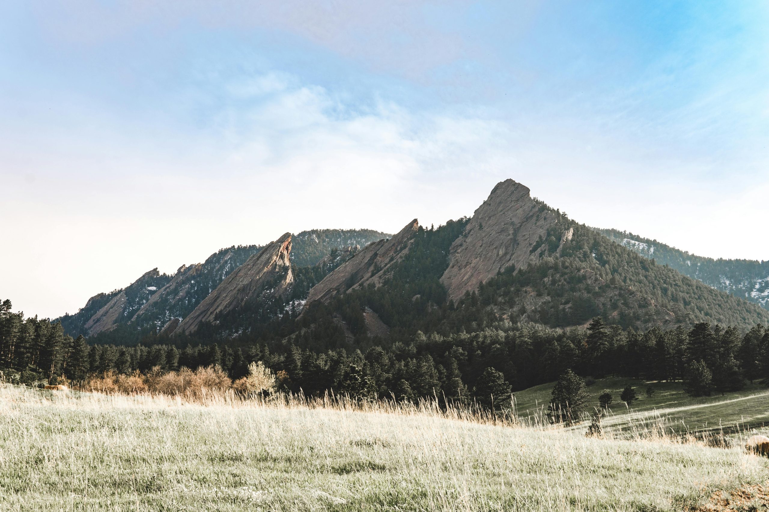 Online Vet Boulder CO