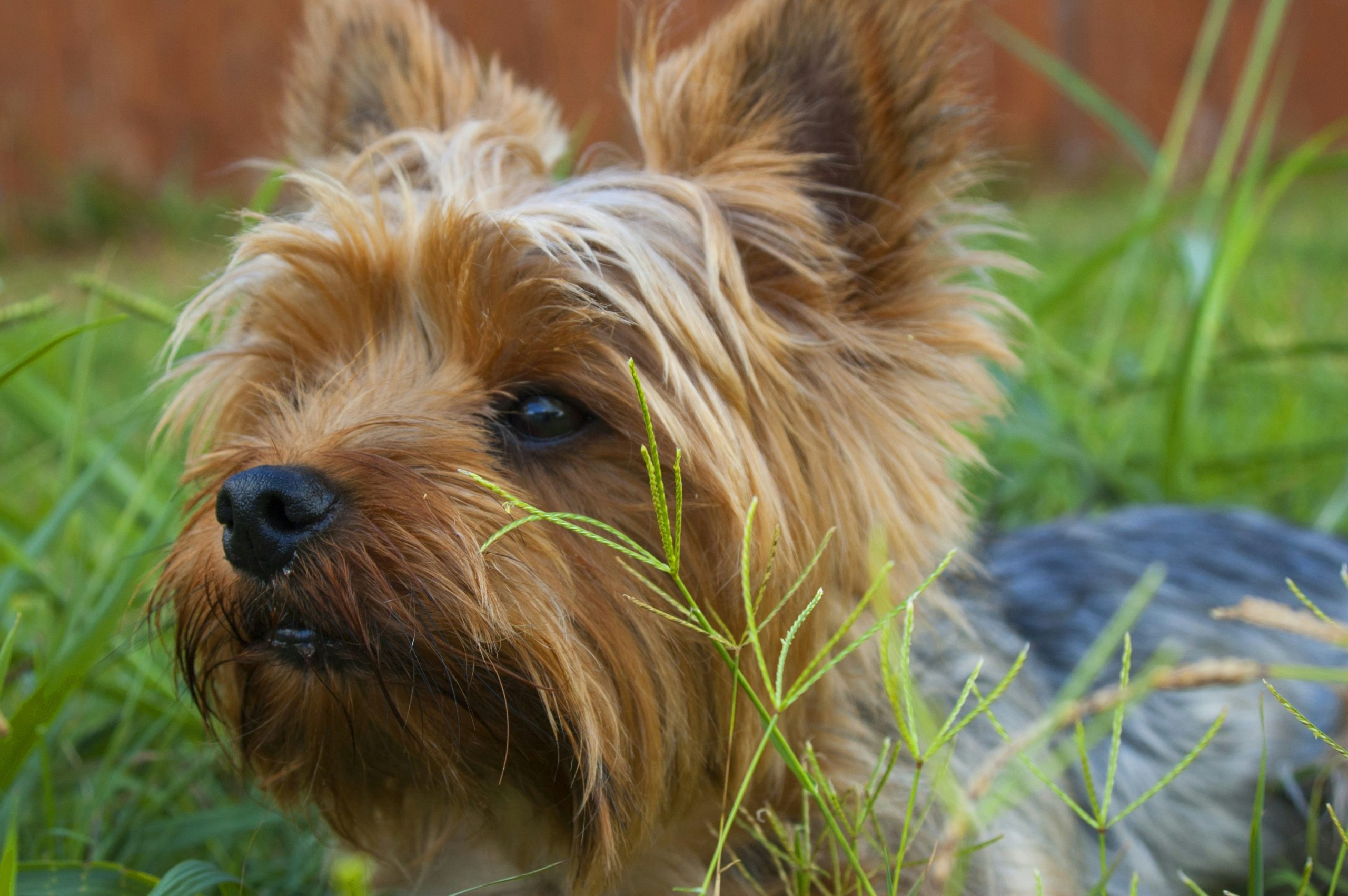 Online Vet Brockton MA